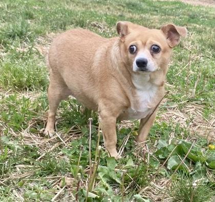 Duchess, an adopted Chihuahua in Glasgow, KY image 2/2