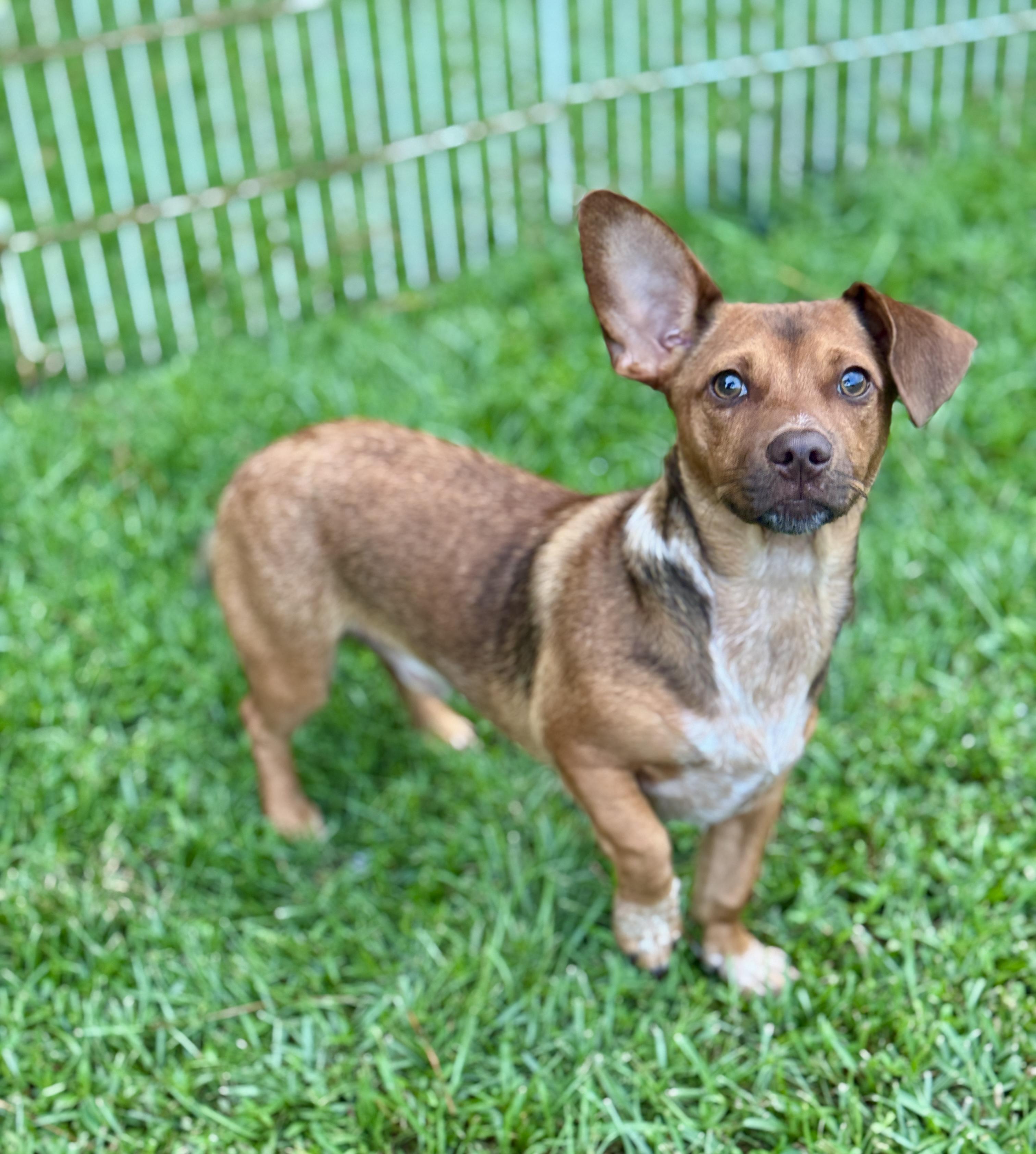 Buck, Adoptable, Puppy Male Miniature Dachshund & Chihuahua.