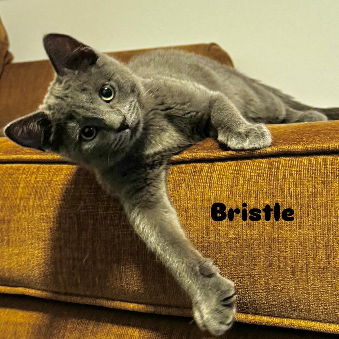 Bristle, a Adoptable mixed breed in Moriches, NY image 1/2