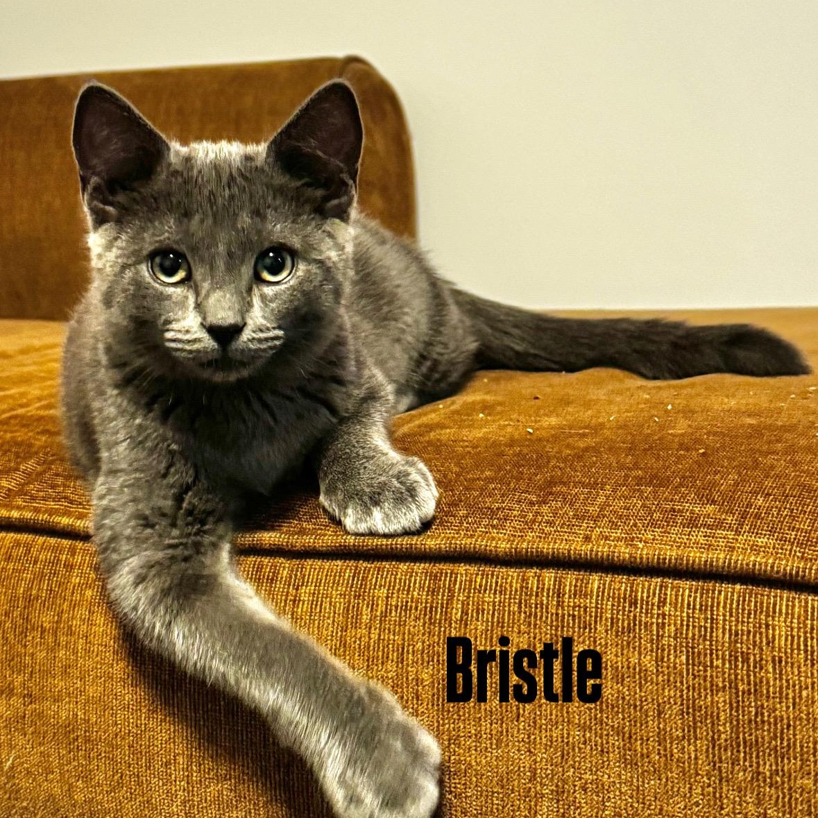 Bristle, a Adoptable mixed breed in Moriches, NY image 2/2