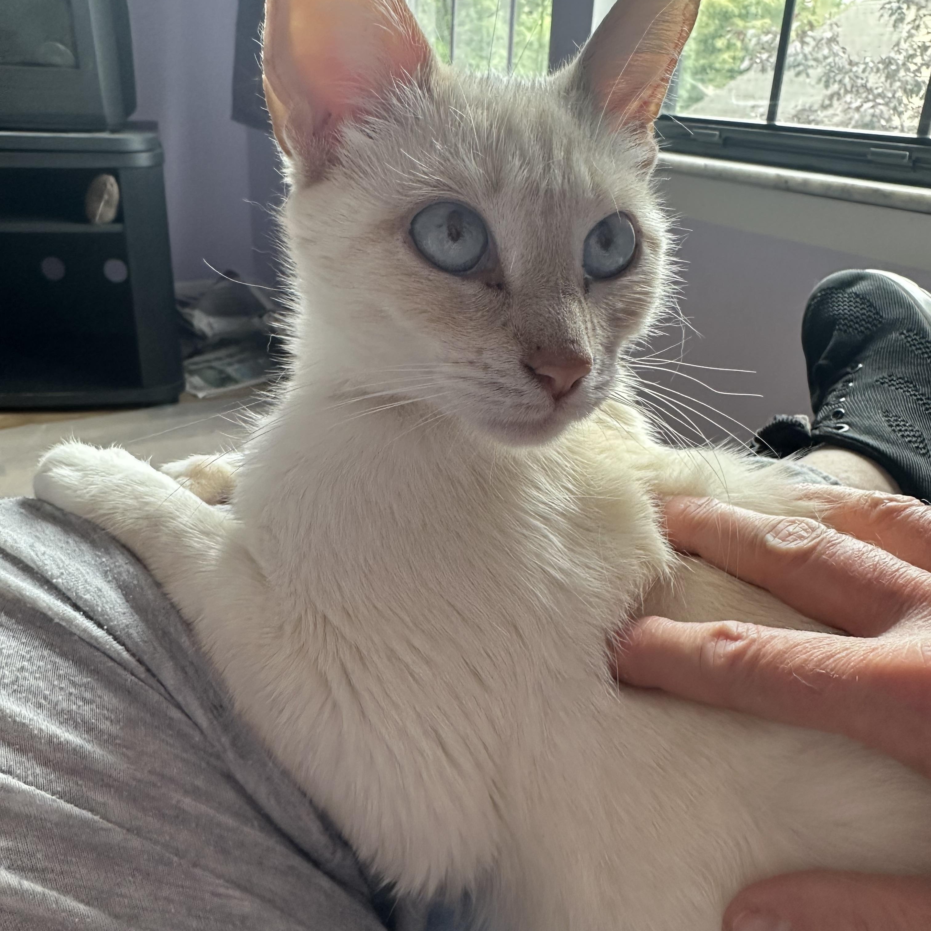 Enlarge Blue Eyed Girl, a Adoptable Domestic Short Hair in Sterling Heights, MI image 2/3