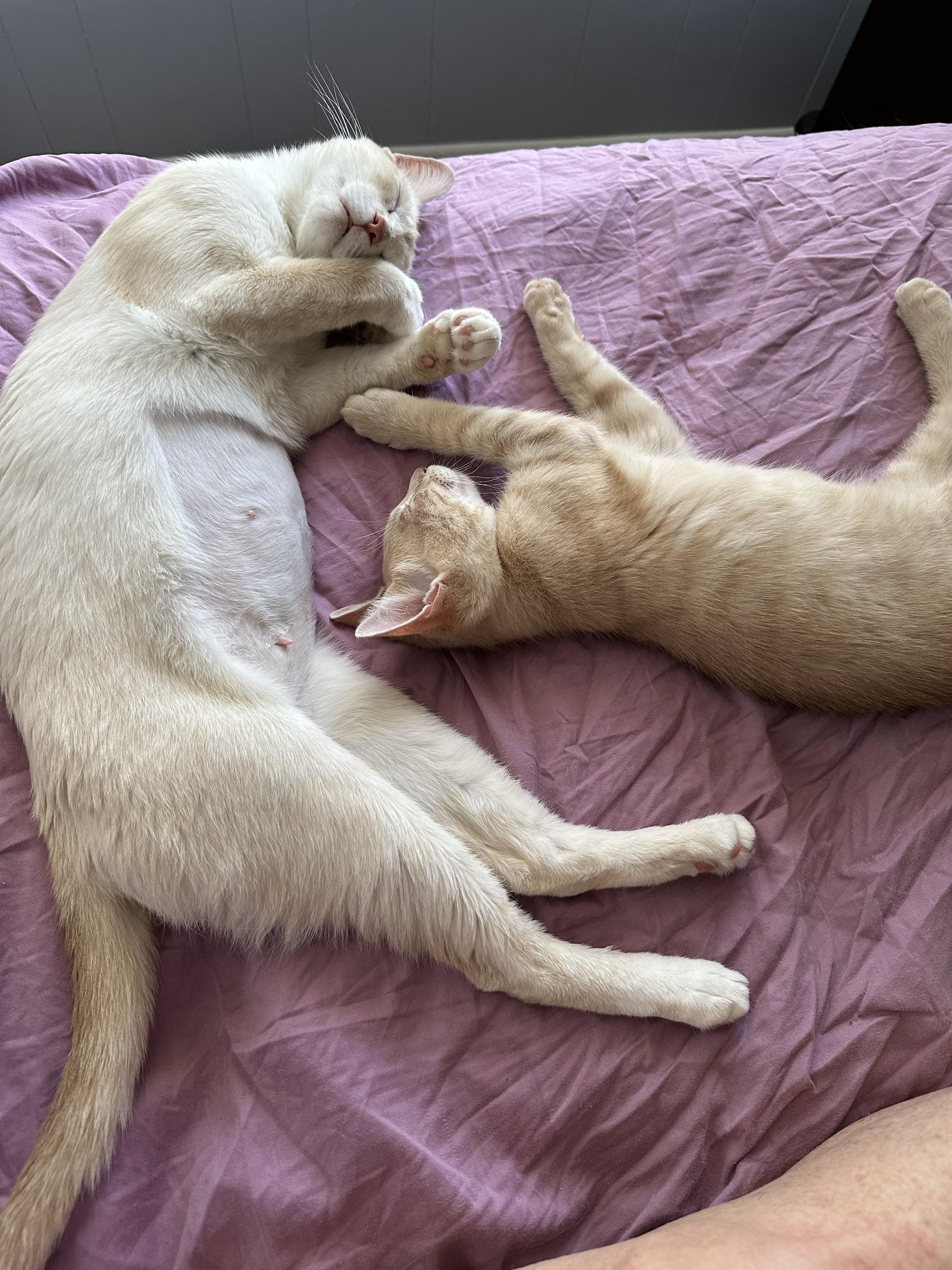 Enlarge Blue Eyed Girl, a Adoptable Domestic Short Hair in Sterling Heights, MI image 3/3