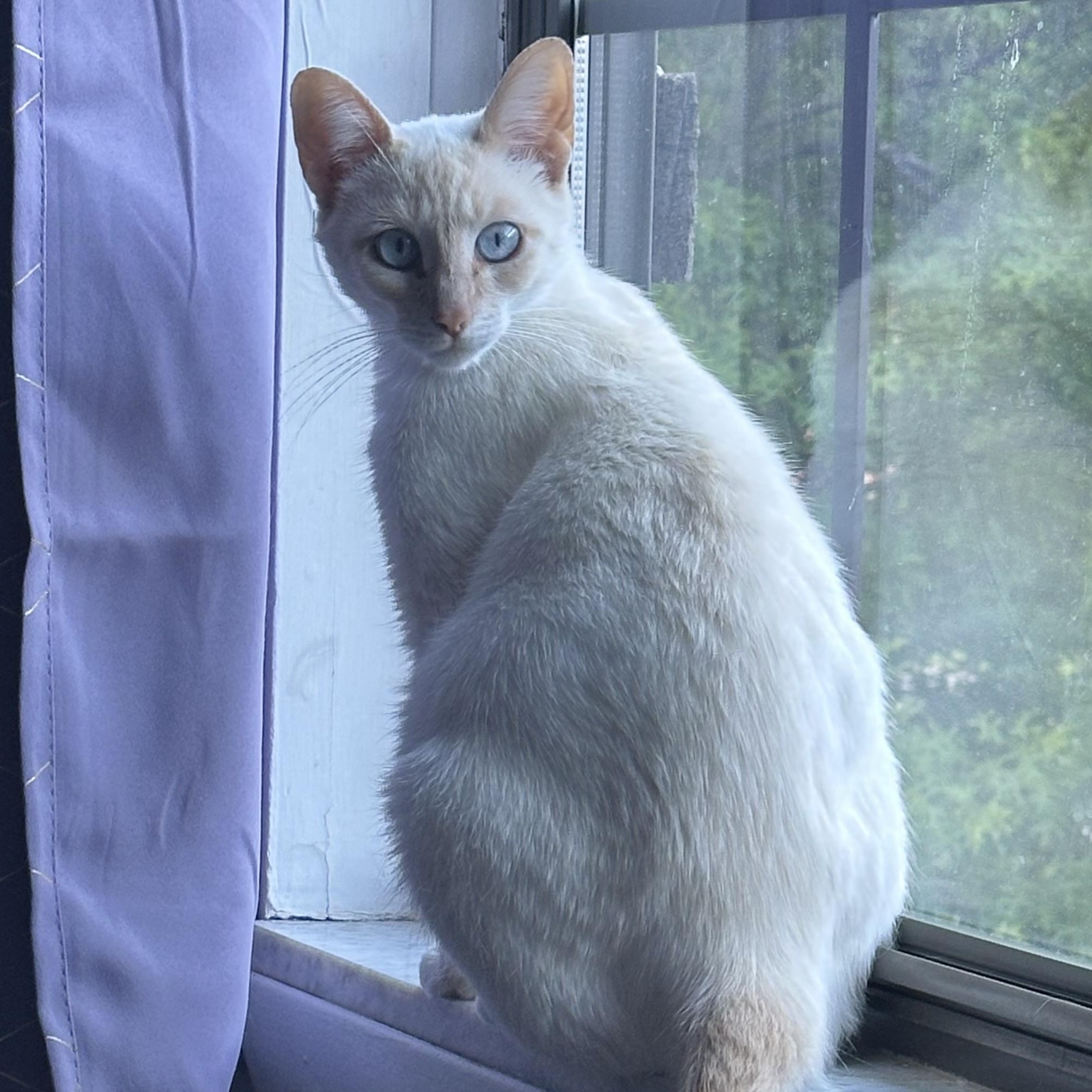 Blue Eyed Girl, Adoptable, Adult Female Domestic Short Hair.