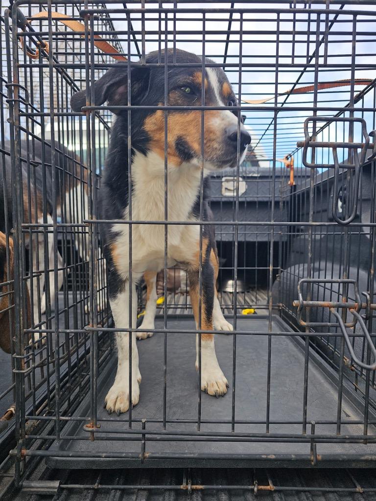 Enlarge Patches, a Adoptable mixed breed in Lafayette, TN image 1/1