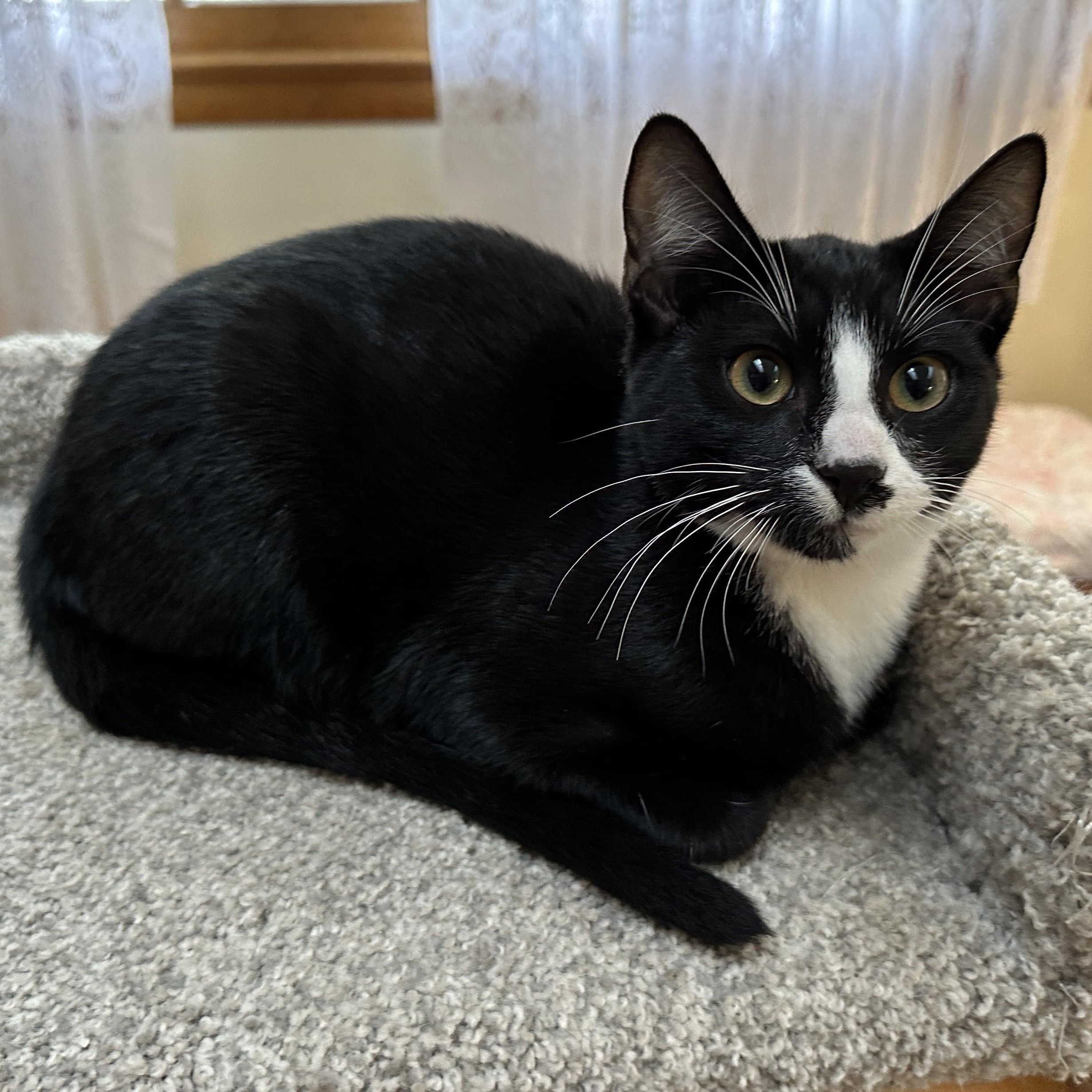 Enlarge Willie, a Adoptable Domestic Short Hair in Baltimore, MD image 3/3