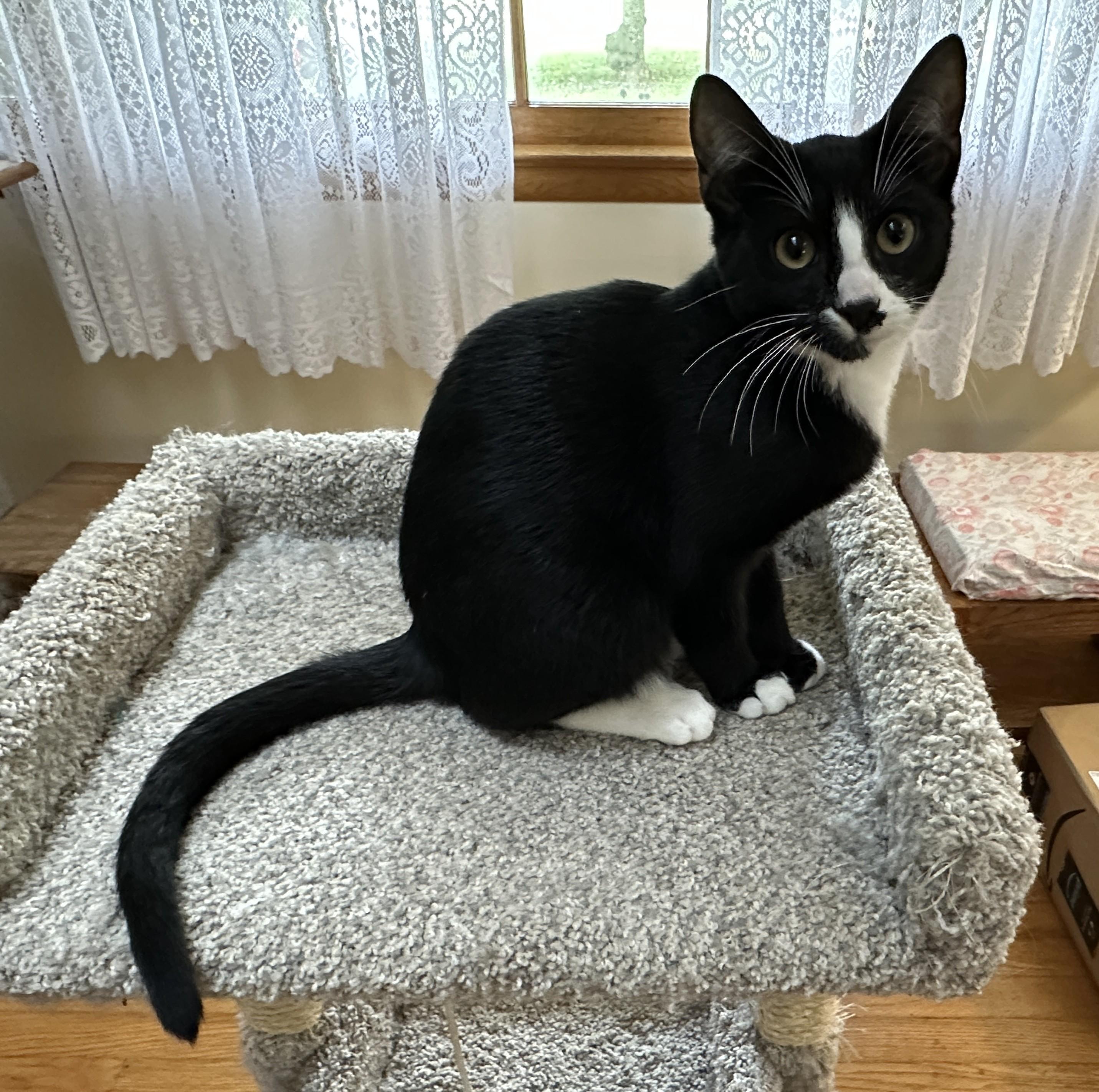Enlarge Willie, a Adoptable Domestic Short Hair in Baltimore, MD image 2/3