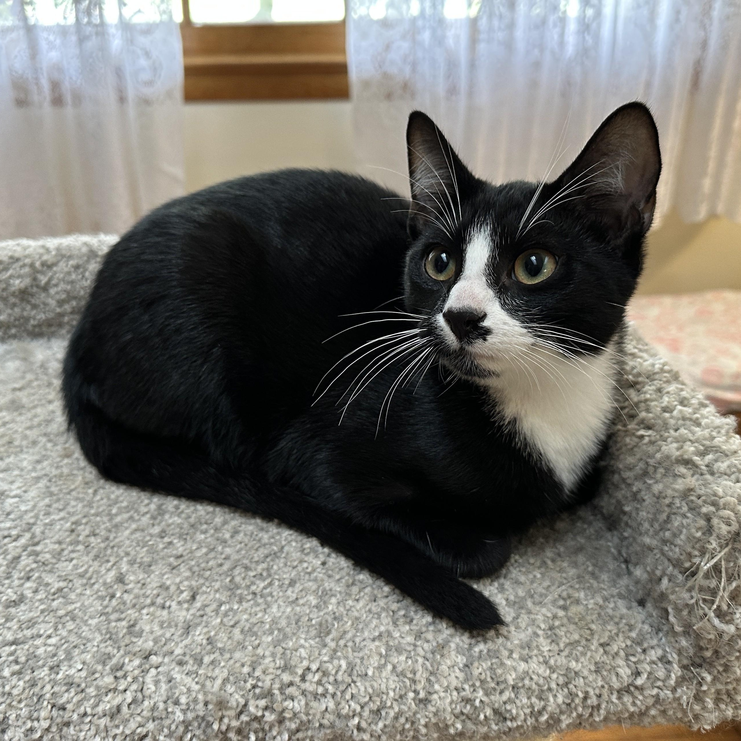 Willie, Adoptable, Young Male Domestic Short Hair.