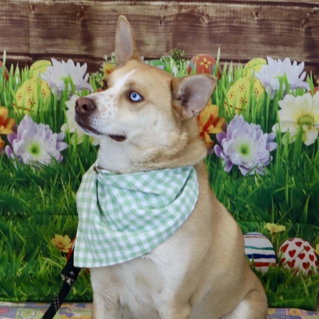 Enlarge Bolt- Trained, an adoptable mixed breed in La Grange, KY image 3/4