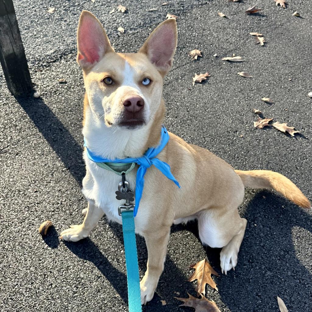 Enlarge Bolt- Trained, an adoptable mixed breed in La Grange, KY image 4/4
