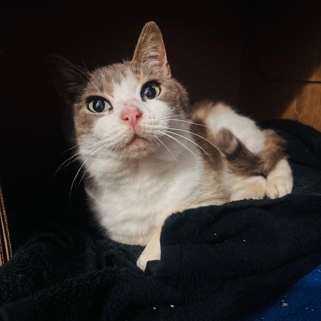 Enlarge Maizy, a Adoptable Domestic Short Hair in Marion, IL image 1/1