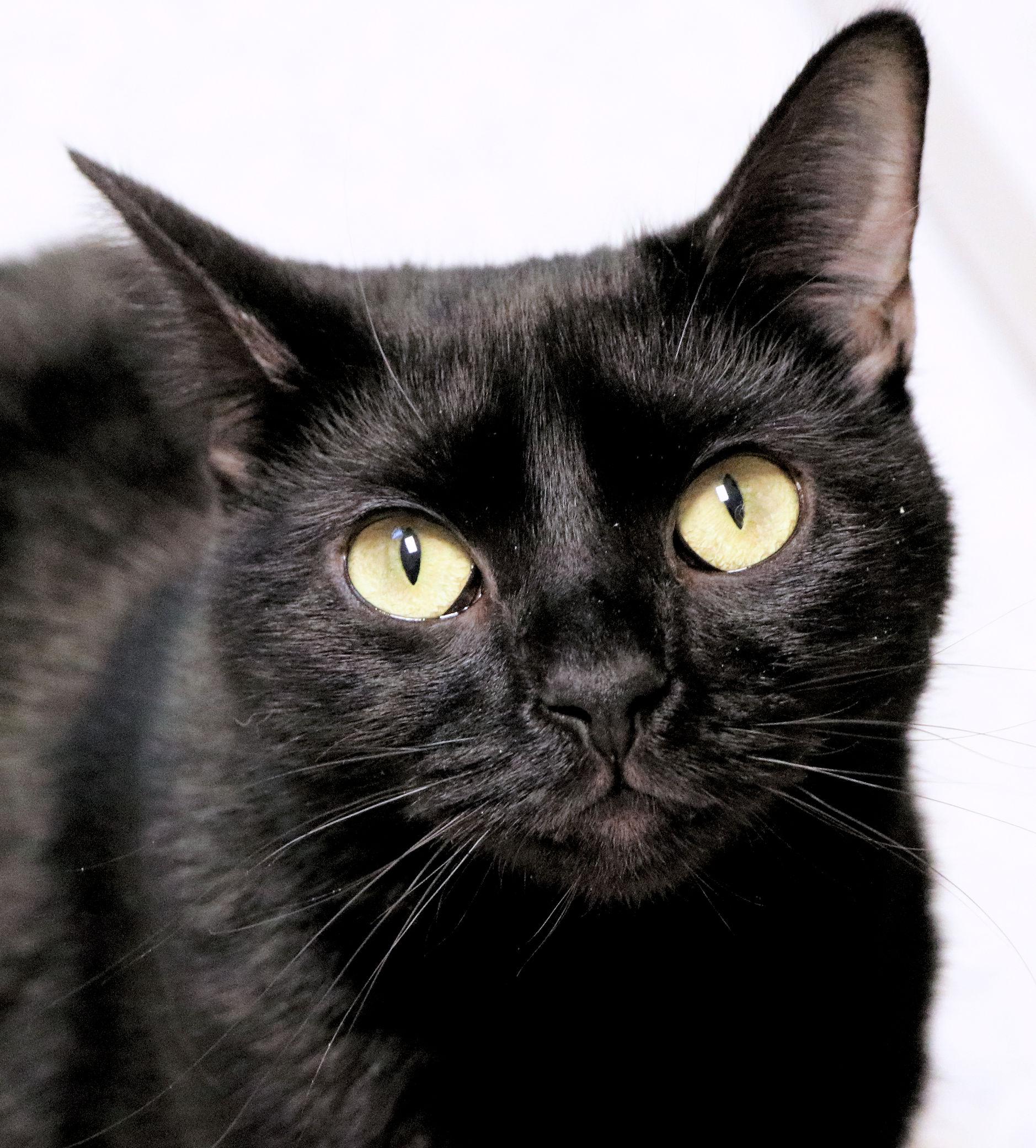 Enlarge Aries, a ADOPTABLE Domestic Short Hair in Cincinnati, OH image 1/2