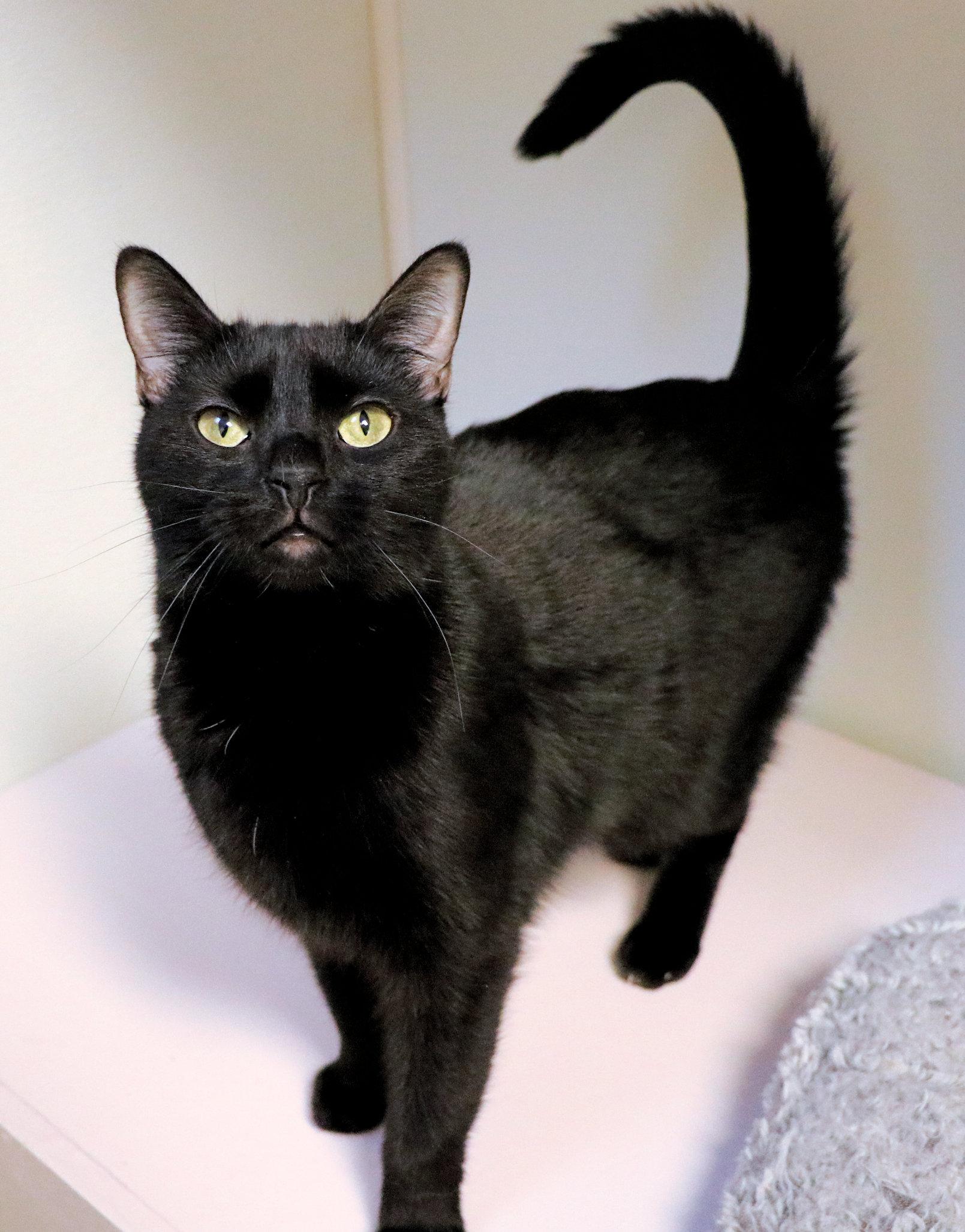 Enlarge Aries, a ADOPTABLE Domestic Short Hair in Cincinnati, OH image 2/2