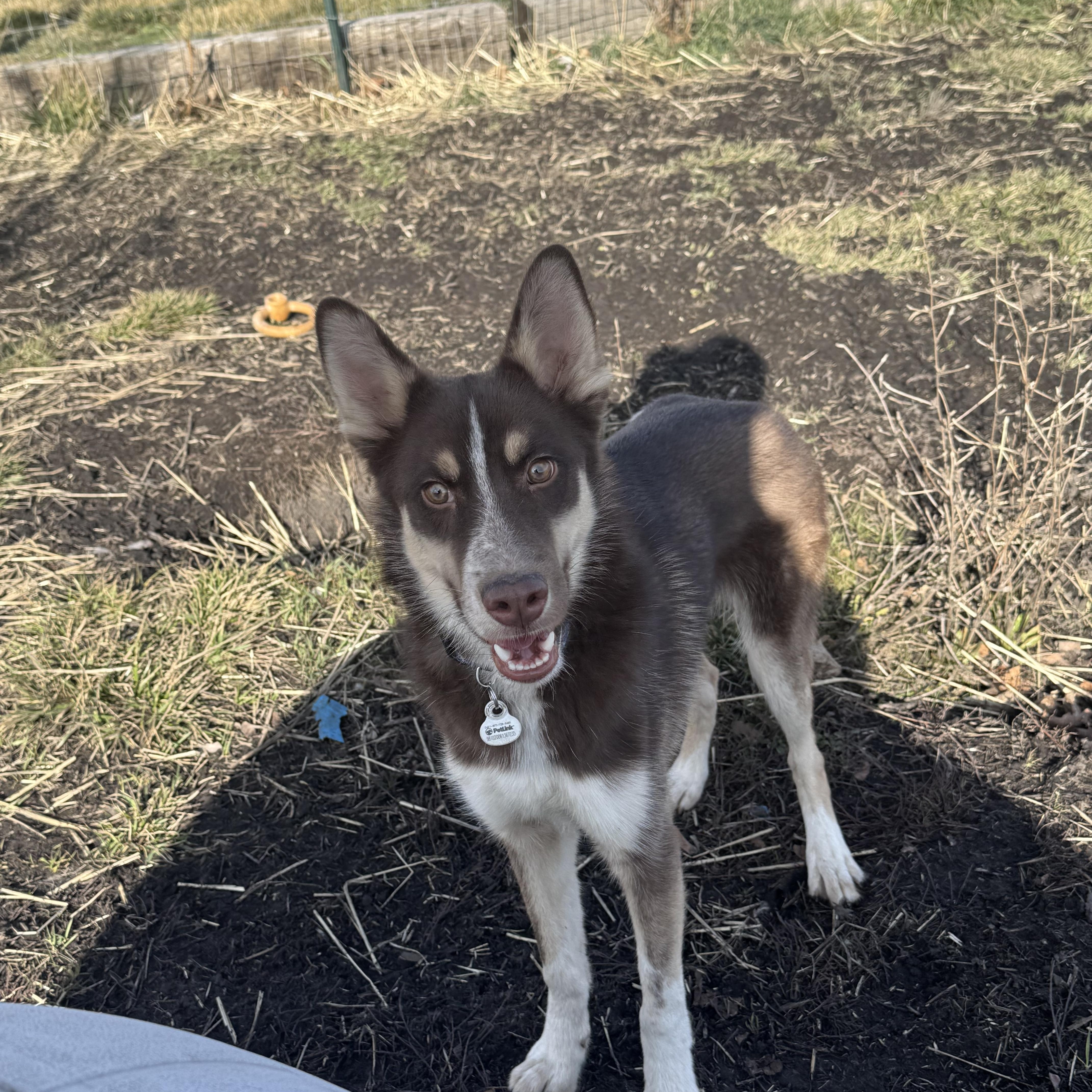 Kodiak , ADOPTABLE, Young Male Husky & Australian Cattle Dog / Blue Heeler.