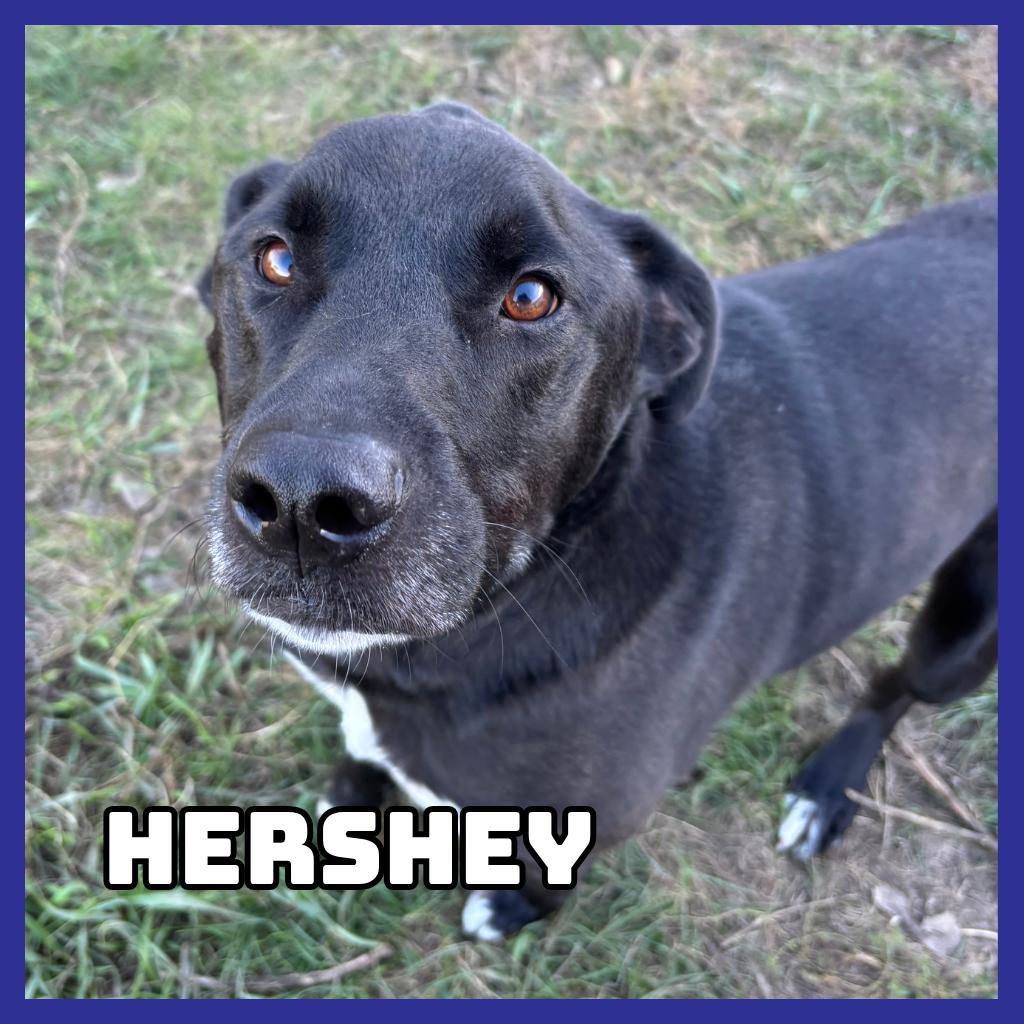 Enlarge Hershey, a Adoptable mixed breed in Glenwood, MN image 1/1