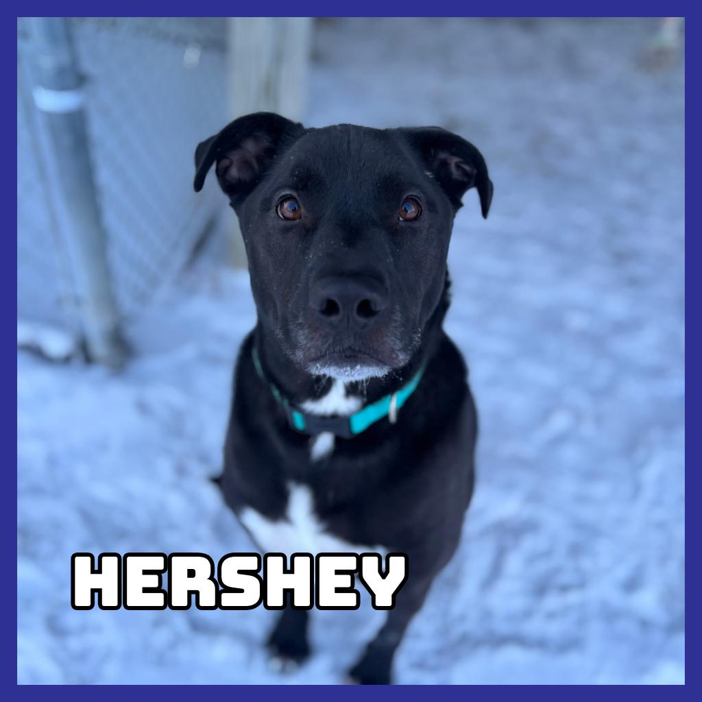 Enlarge Hershey, a Adoptable mixed breed in Glenwood, MN image 1/1