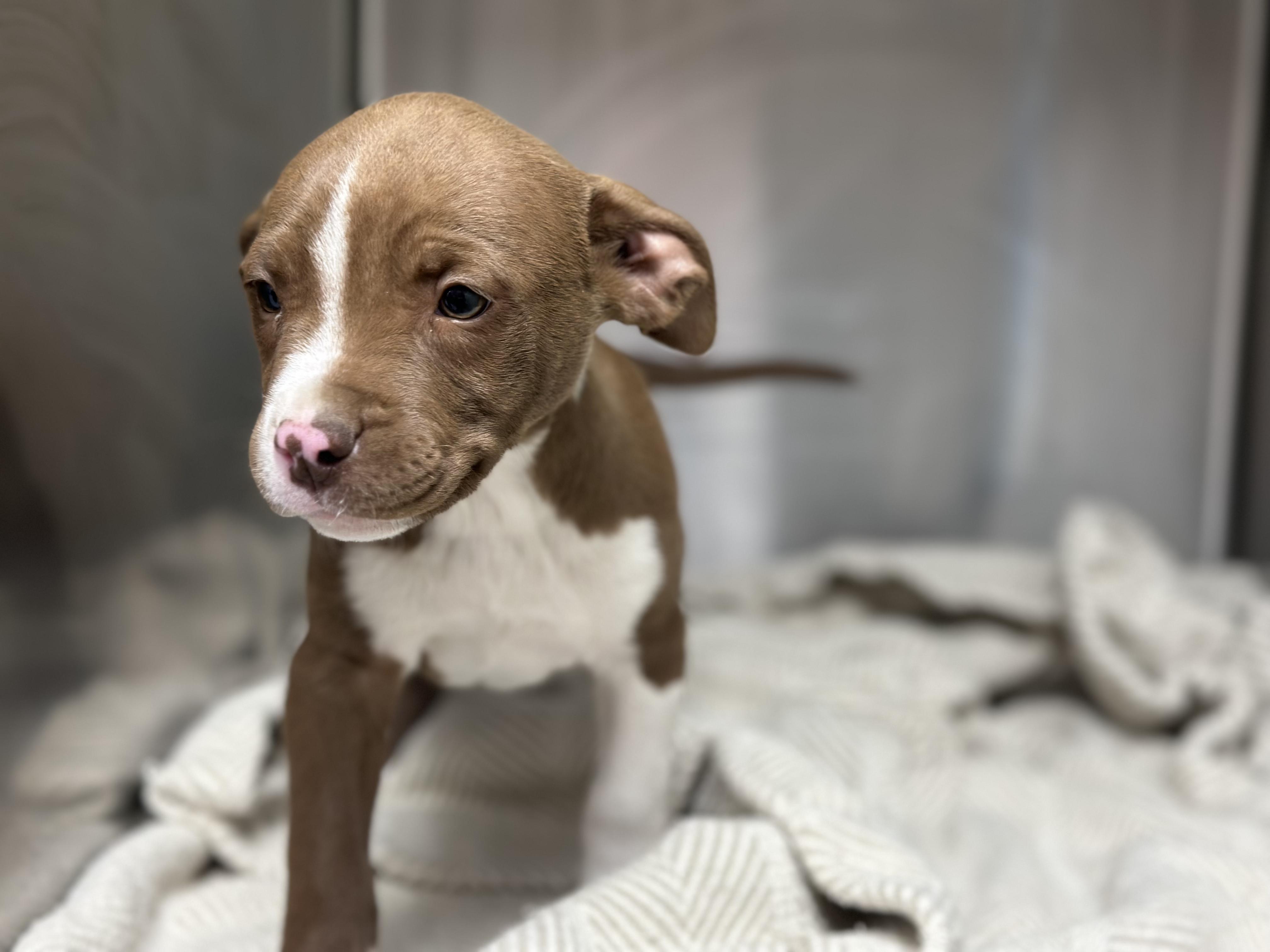 Poggle , ADOPTABLE, Puppy Female Pit Bull Terrier.