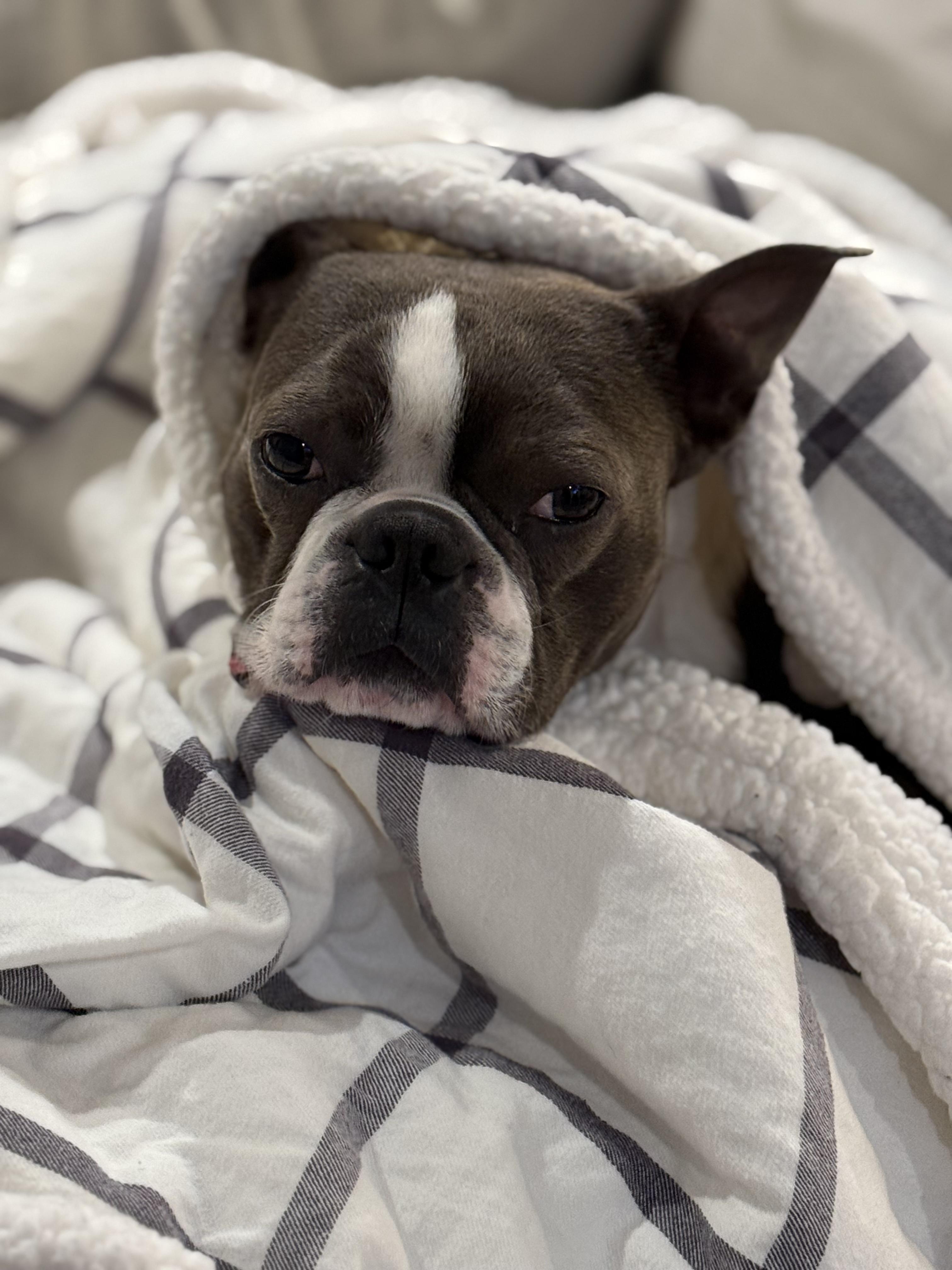 Enlarge Apollo, an adopted Boston Terrier in Vernon Hills, IL image 3/3