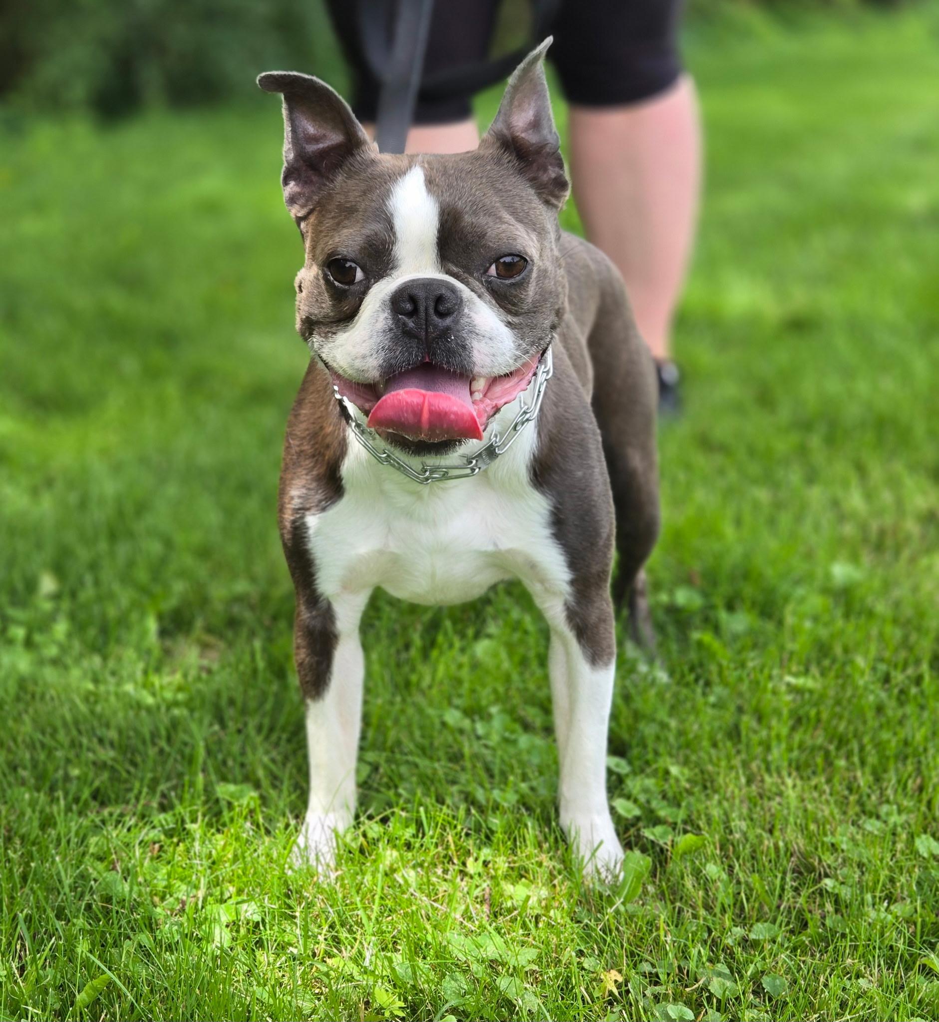 Apollo, adopted, Adult Male Boston Terrier.