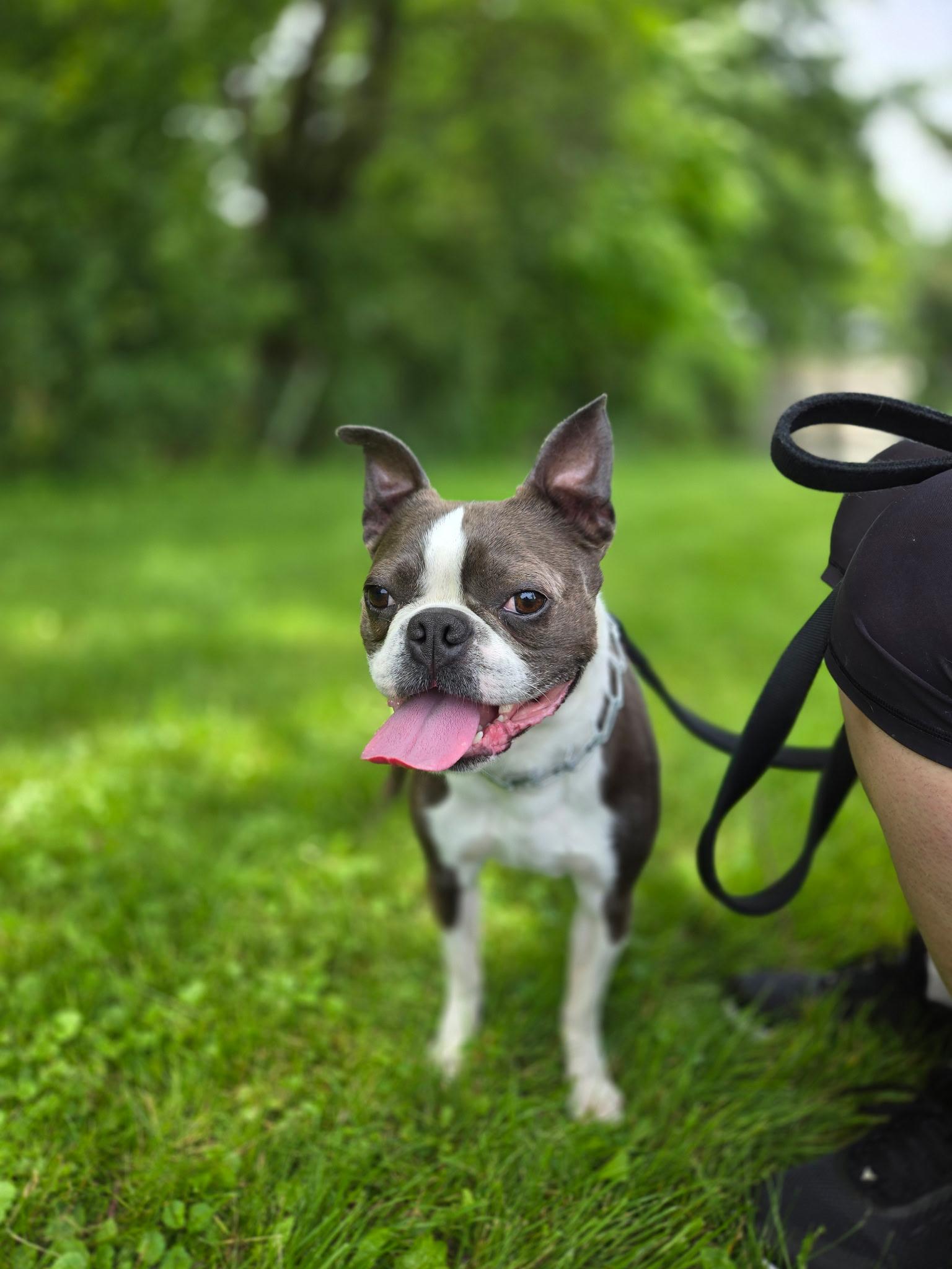Enlarge Apollo, an adopted Boston Terrier in Vernon Hills, IL image 2/3
