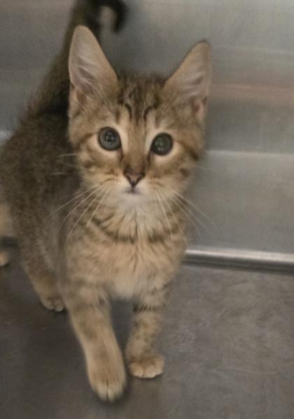 Sandy, Adoptable, Young Female Domestic Short Hair & Domestic Short Hair.