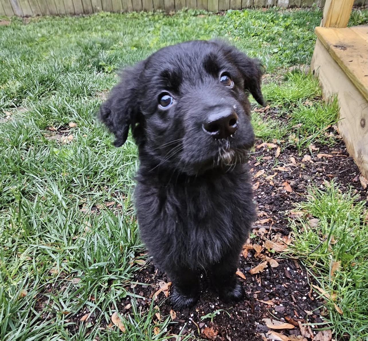 Orville Wright, adopted, Puppy Male German Shepherd Dog & Golden Retriever.