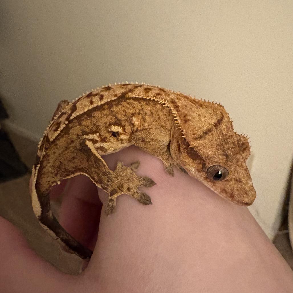 Enlarge 7-Up, a Adoptable Gecko in Frederick, MD image 1/1