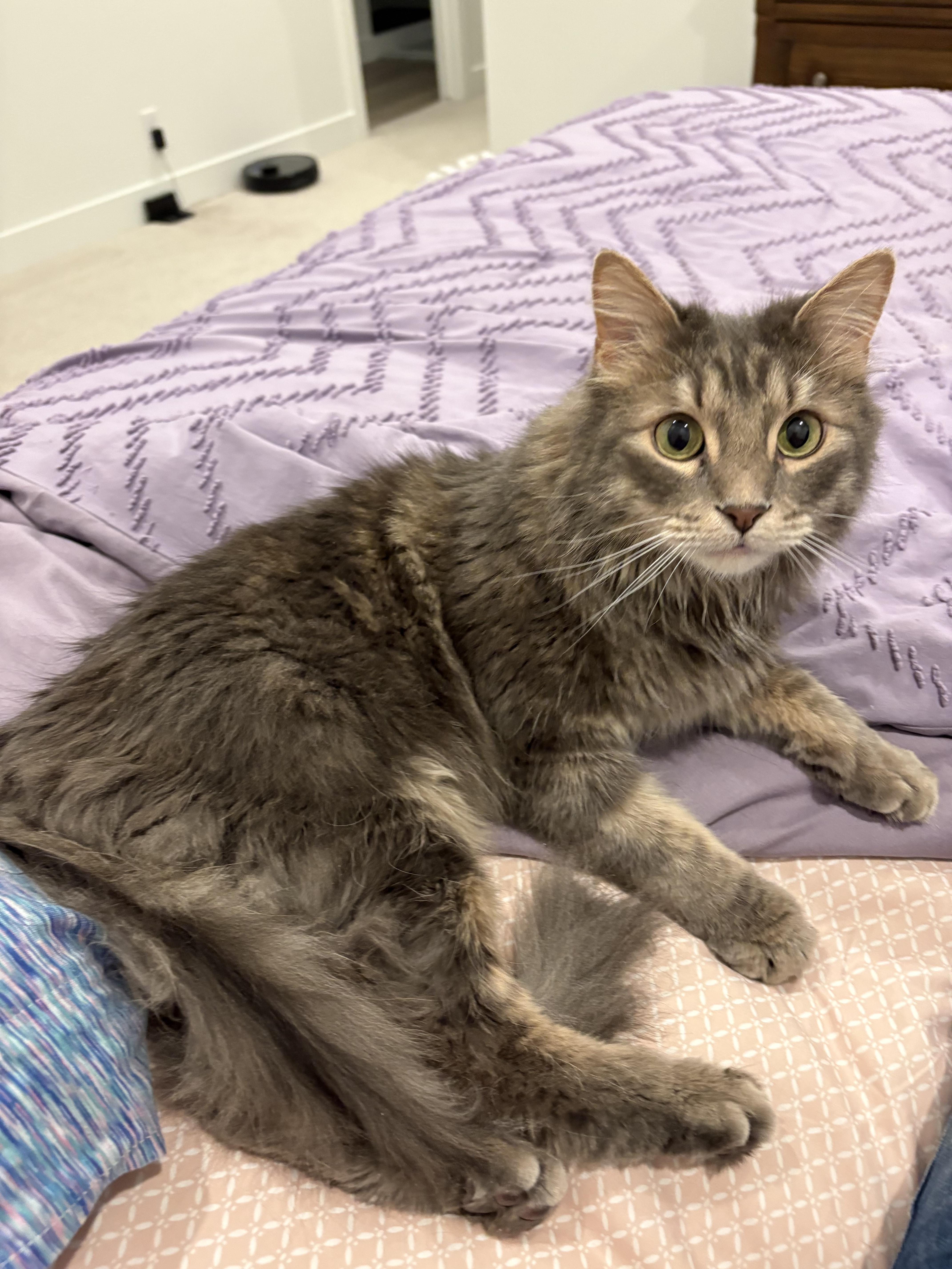 Binx, ADOPTABLE, Adult Male Domestic Short Hair.