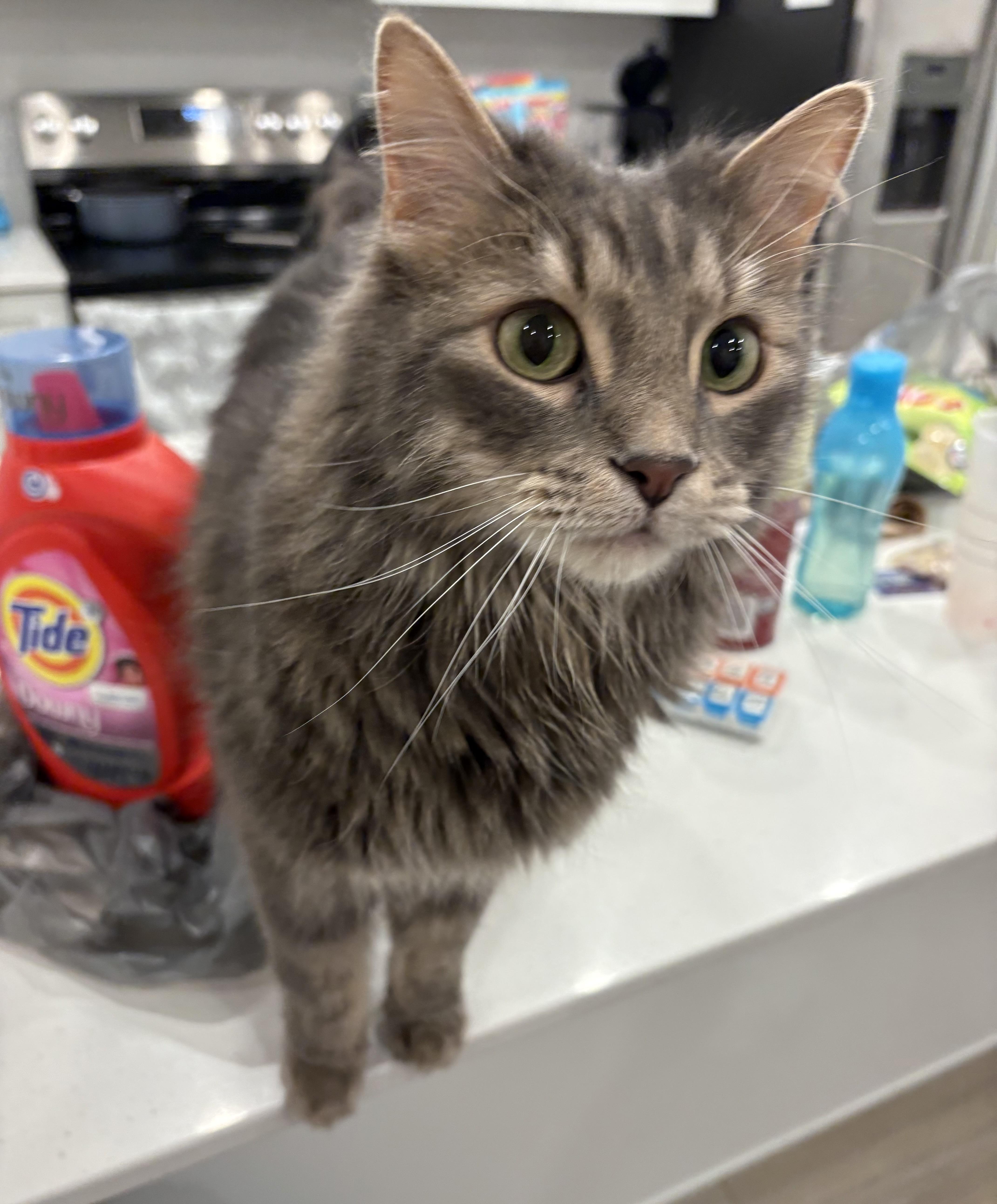 Enlarge Binx, a ADOPTABLE mixed breed in St George, UT image 2/2