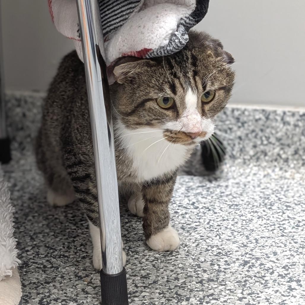 Erie, Adoptable, Adult Male Domestic Short Hair.