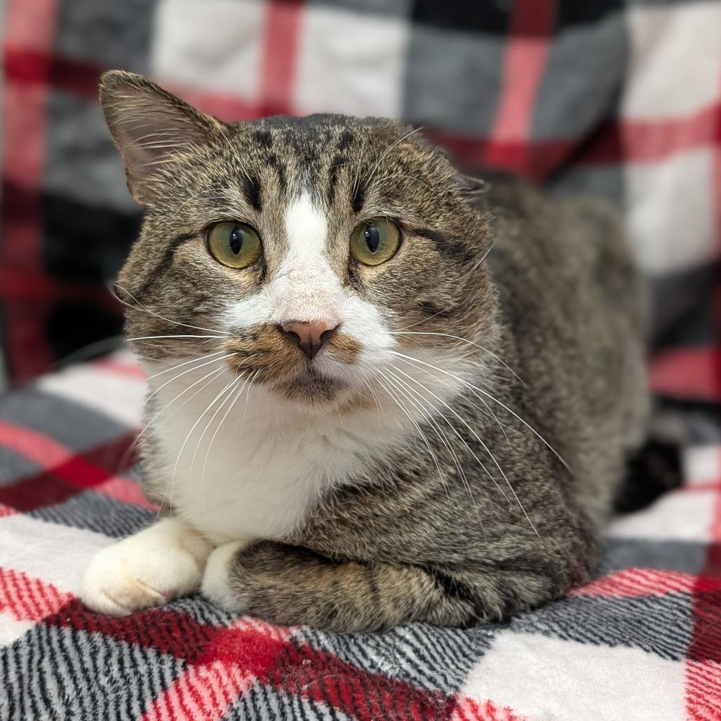 Erie, a Adoptable Domestic Short Hair in Brookfield, WI image 2/4