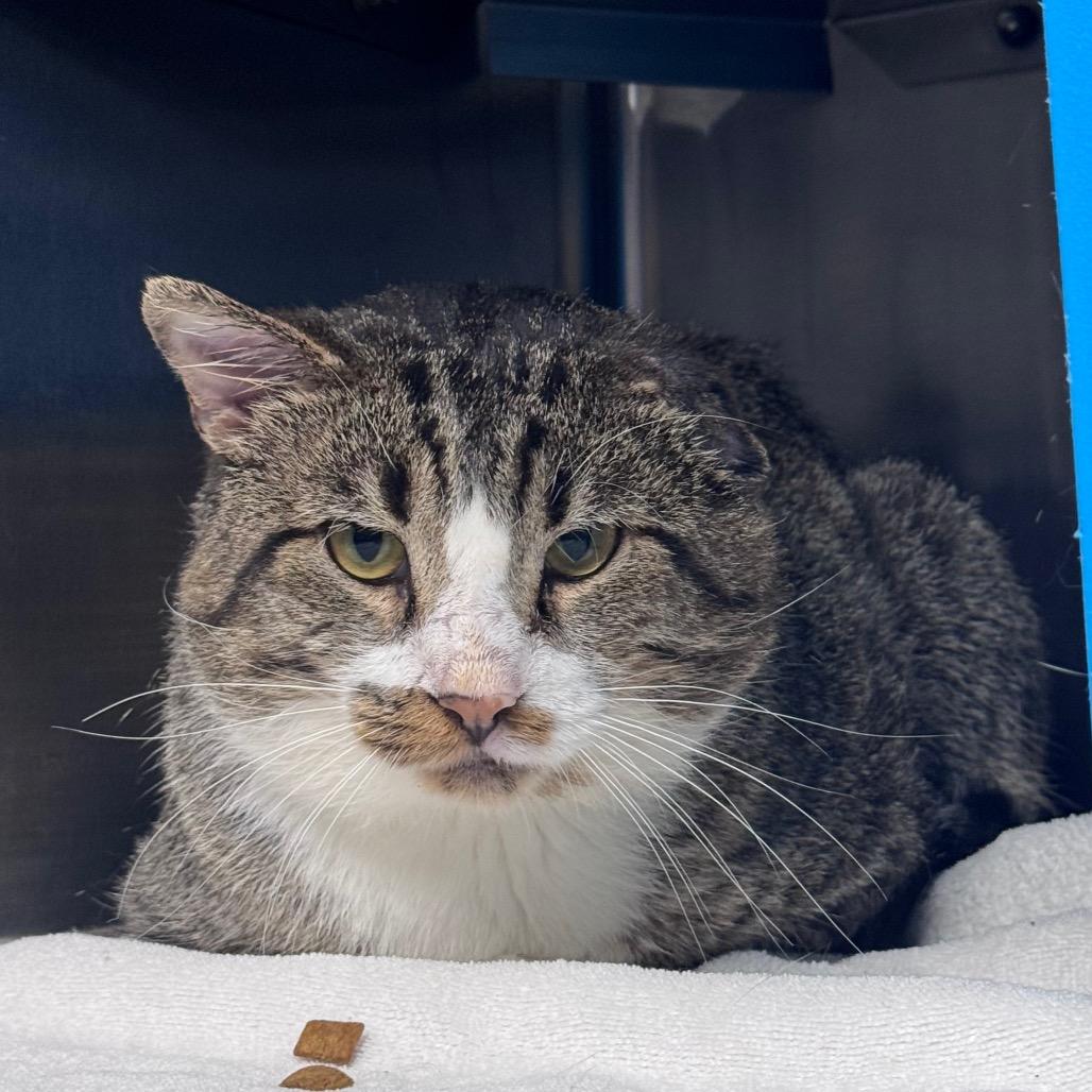Erie, a Adoptable Domestic Short Hair in Brookfield, WI image 3/4