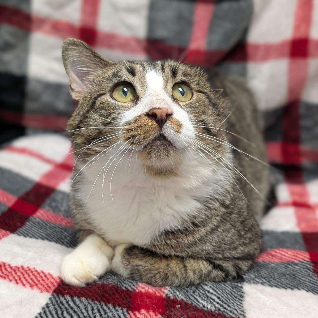 Erie, a Adoptable Domestic Short Hair in Brookfield, WI image 4/4