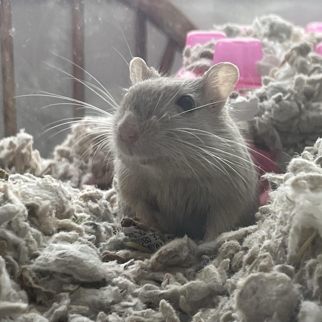 Nori w/ Dylan, Summer and Sunny-In foster, Adoptable, Young Female Gerbil.