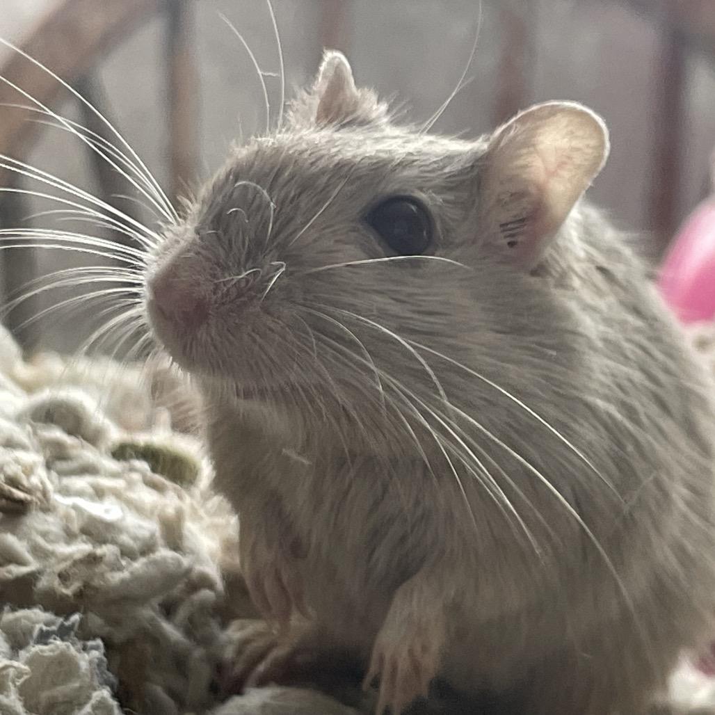 Enlarge Nori w/ Dylan, Summer and Sunny-In foster, a Adoptable Gerbil in Springfield, MA image 2/3