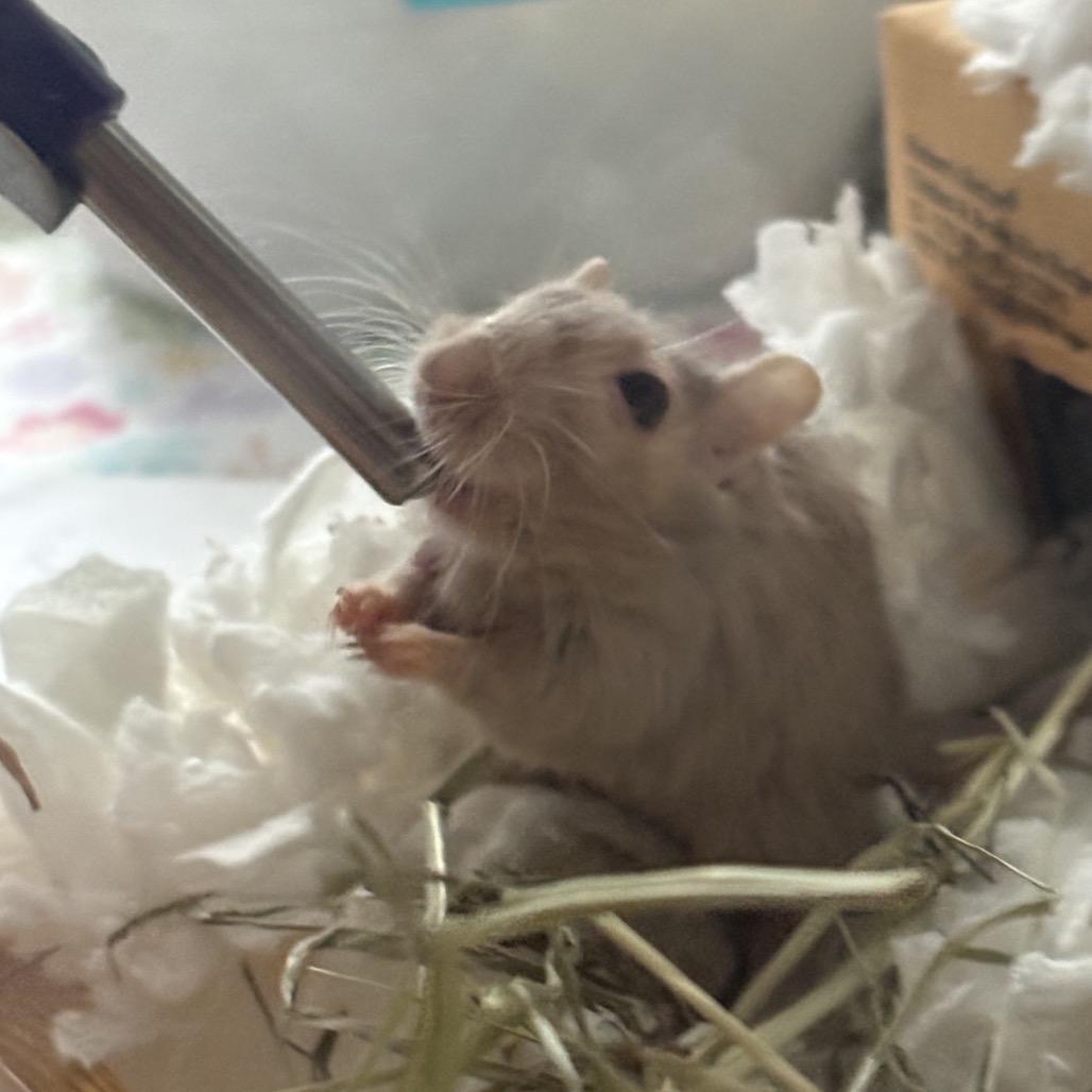 Enlarge Nori w/ Dylan, Summer and Sunny-In foster, a Adoptable Gerbil in Springfield, MA image 3/3