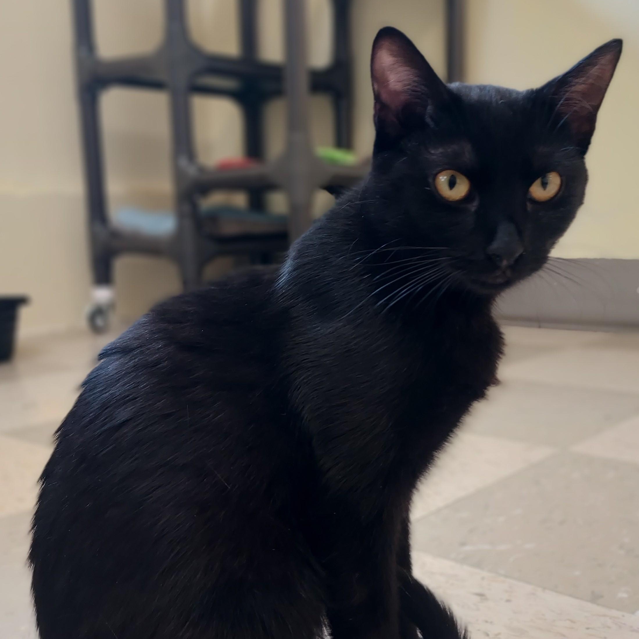 Mig, an adoptable Domestic Short Hair in Libby, MT, 59923 | Photo Image 1