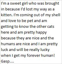 Mig, a Adoptable Domestic Short Hair image 3/3