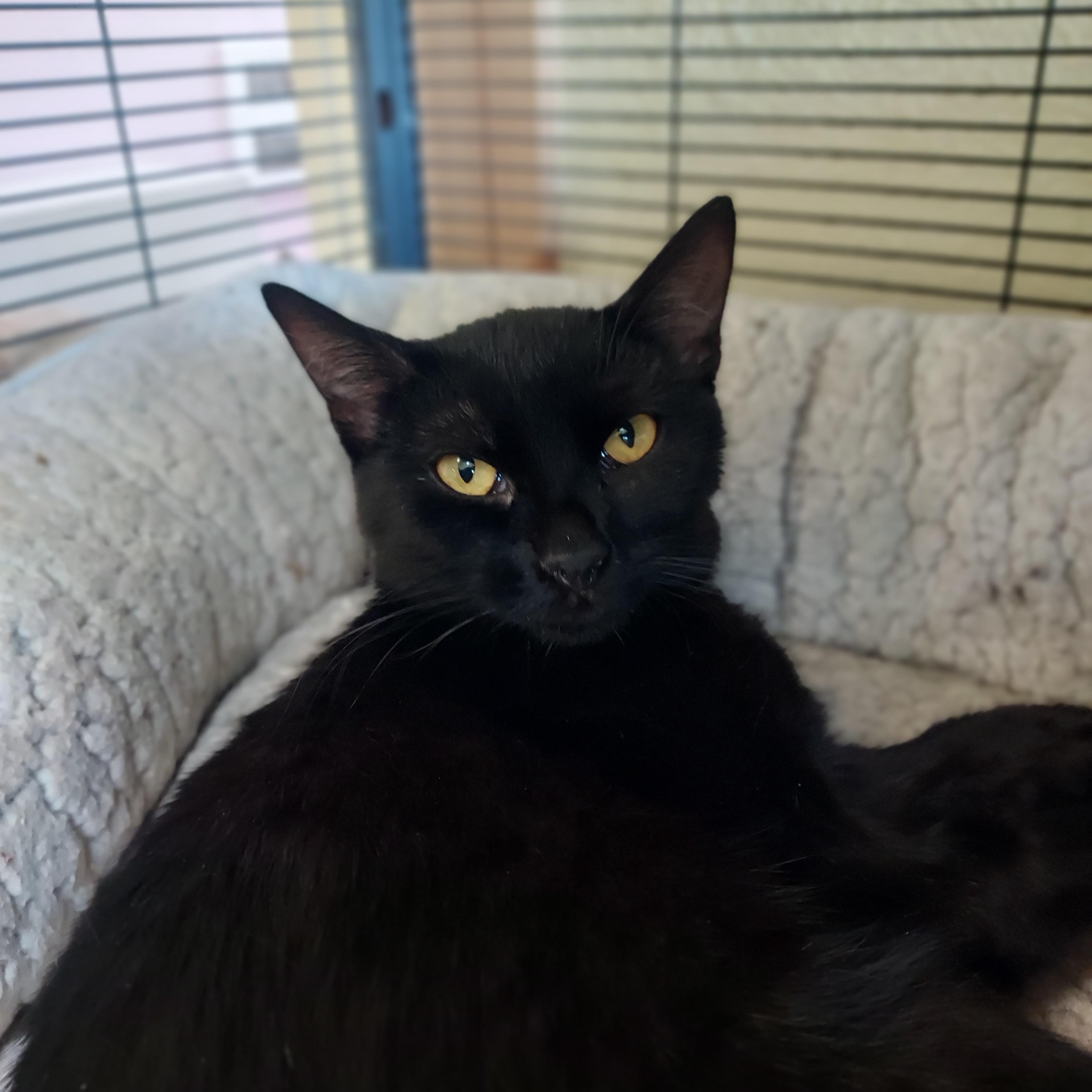 Enlarge Mig, a Adoptable Domestic Short Hair in Libby, MT image 4/4