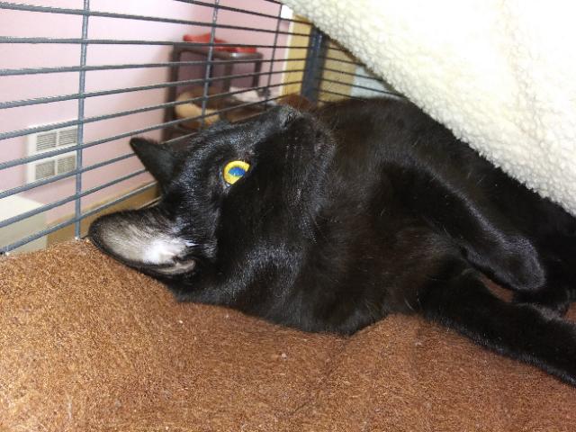 Mig, an adoptable Domestic Short Hair in Libby, MT, 59923 | Photo Image 2