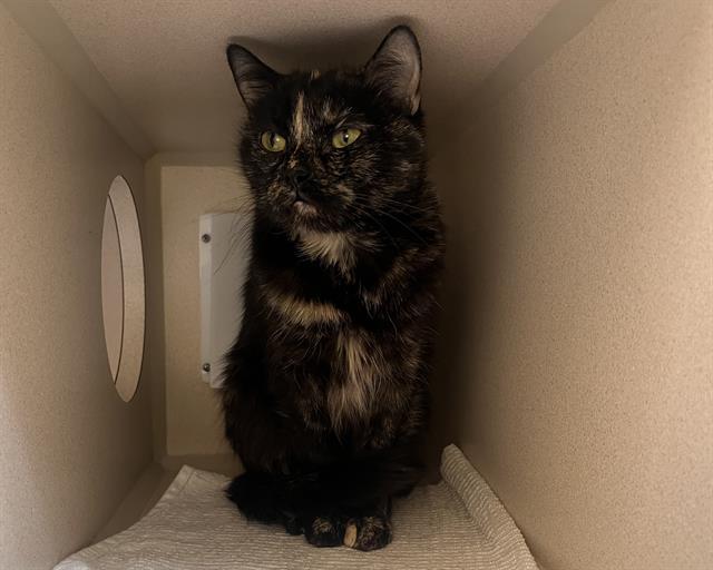 Enlarge SOMBRA, a Adoptable Domestic Short Hair in Denver, CO image 1/1