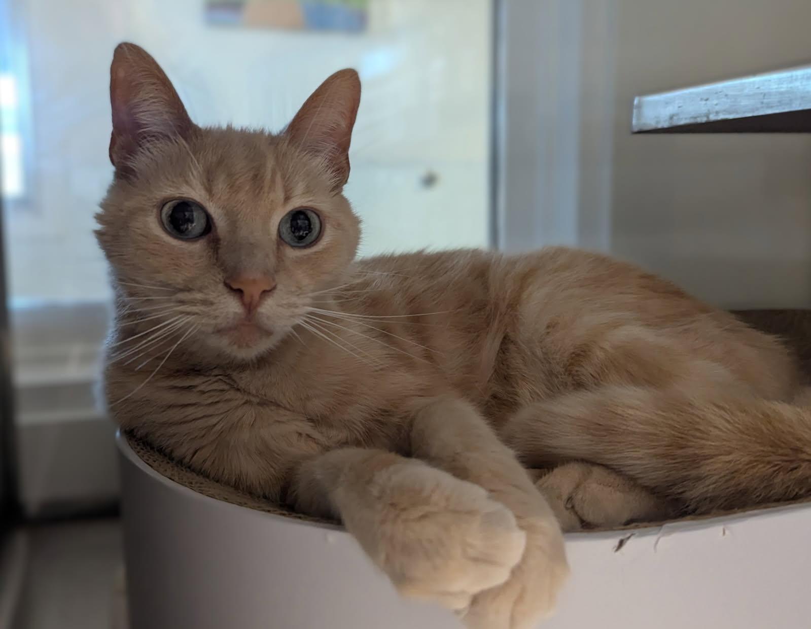 HENRY, Adoptable, Senior Male Domestic Short Hair.