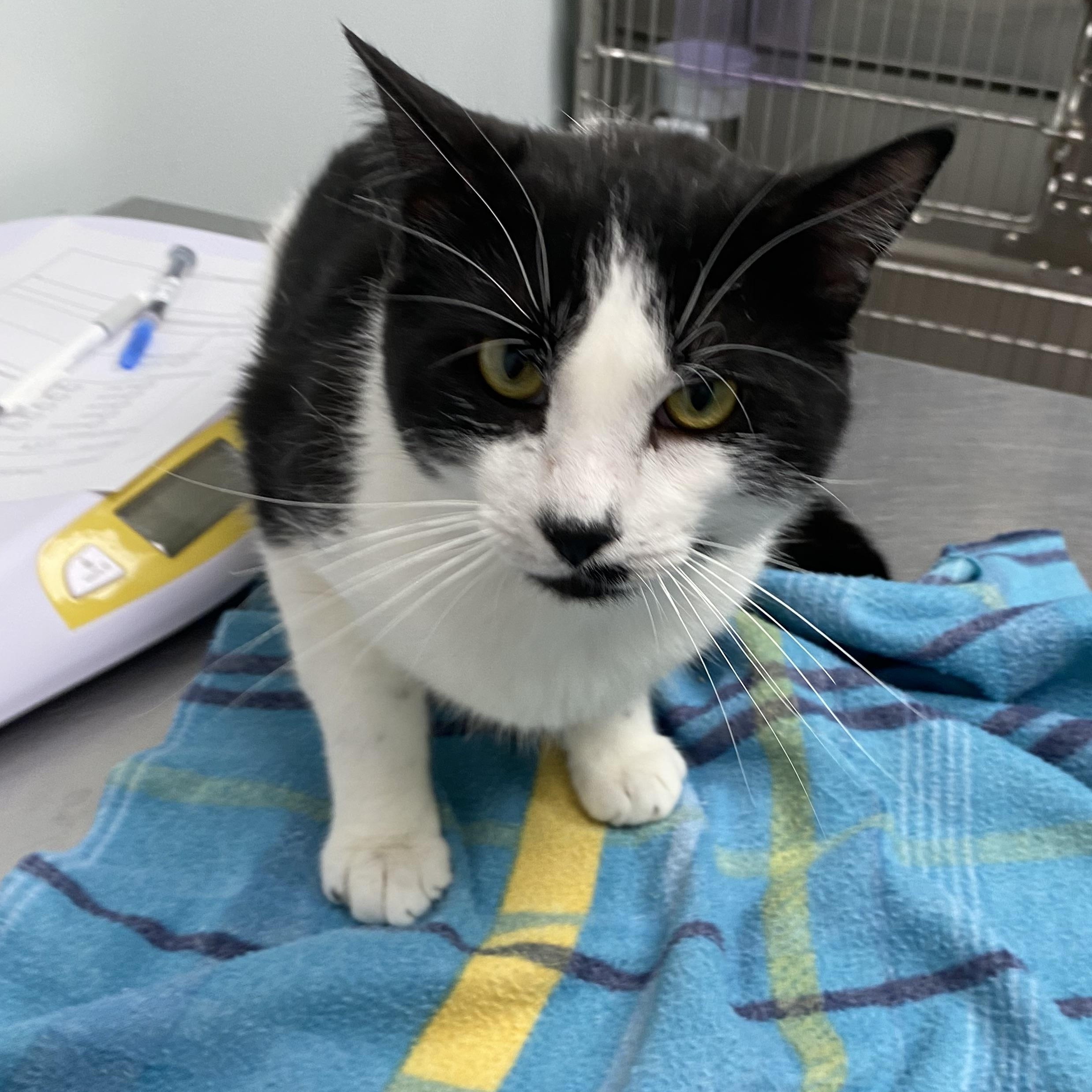 Harvey, ADOPTABLE, Young Male Domestic Short Hair.