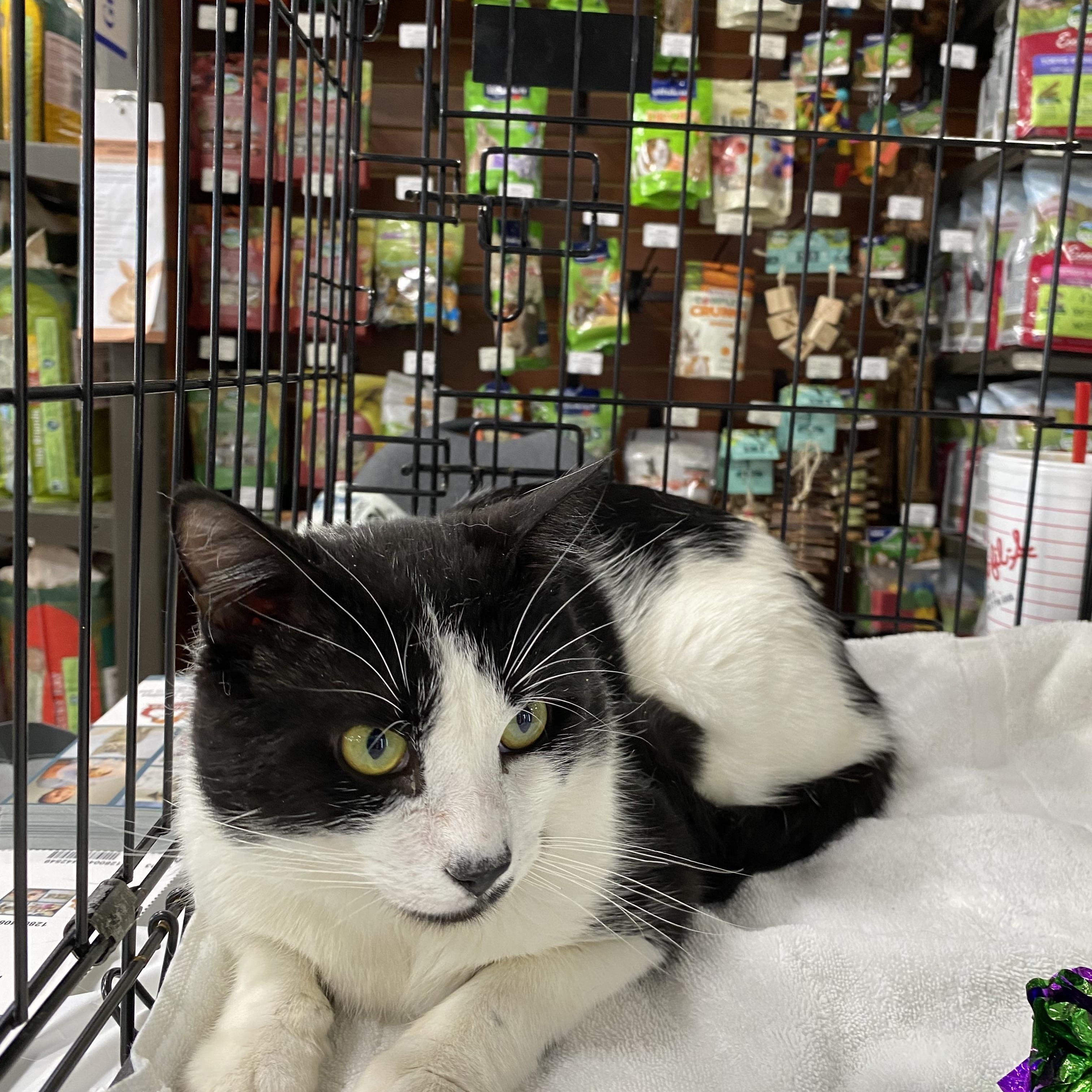 Enlarge Harvey, a ADOPTABLE Domestic Short Hair in Duluth, GA image 2/3