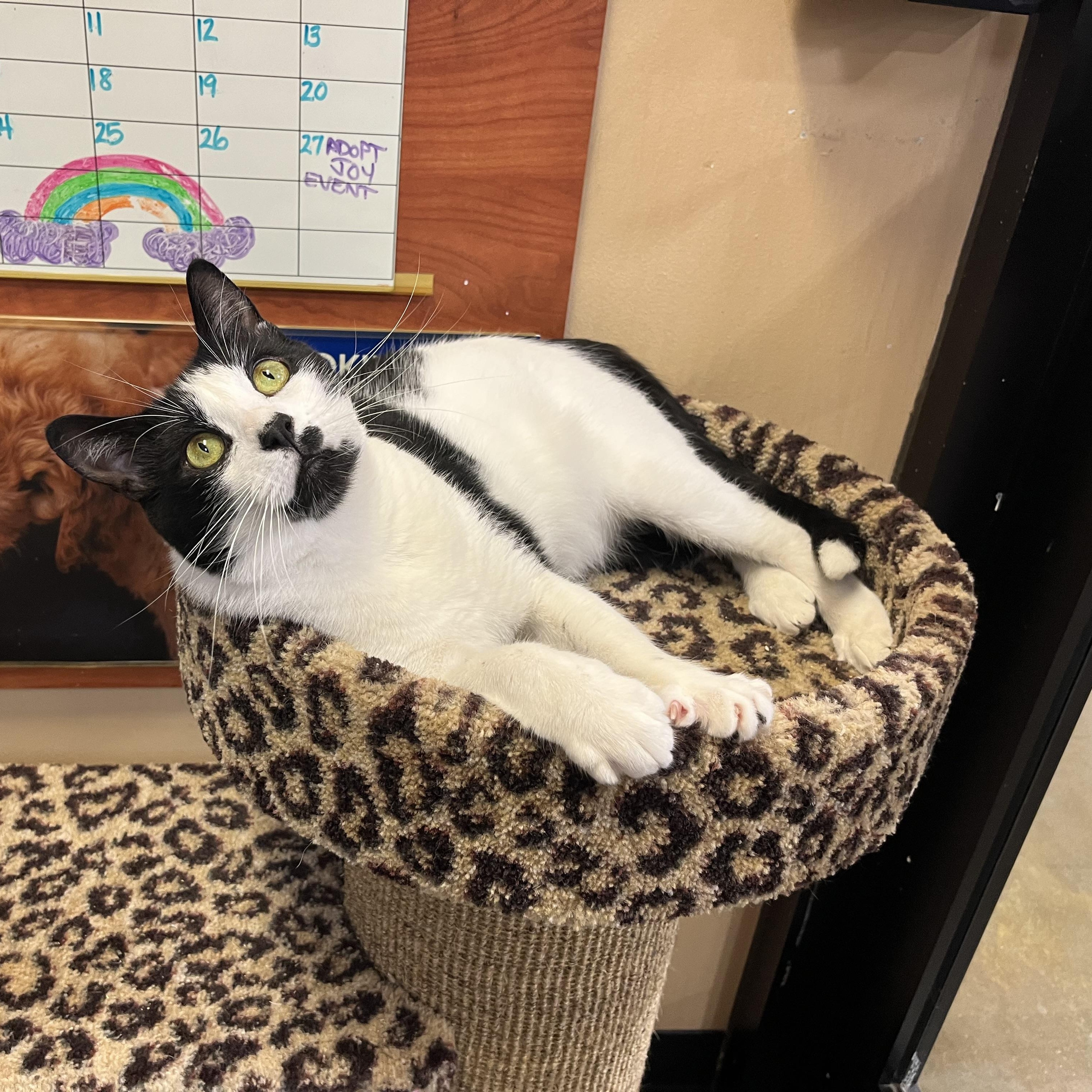 Harvey, an adoptable Domestic Short Hair in Duluth, GA image 2/6
