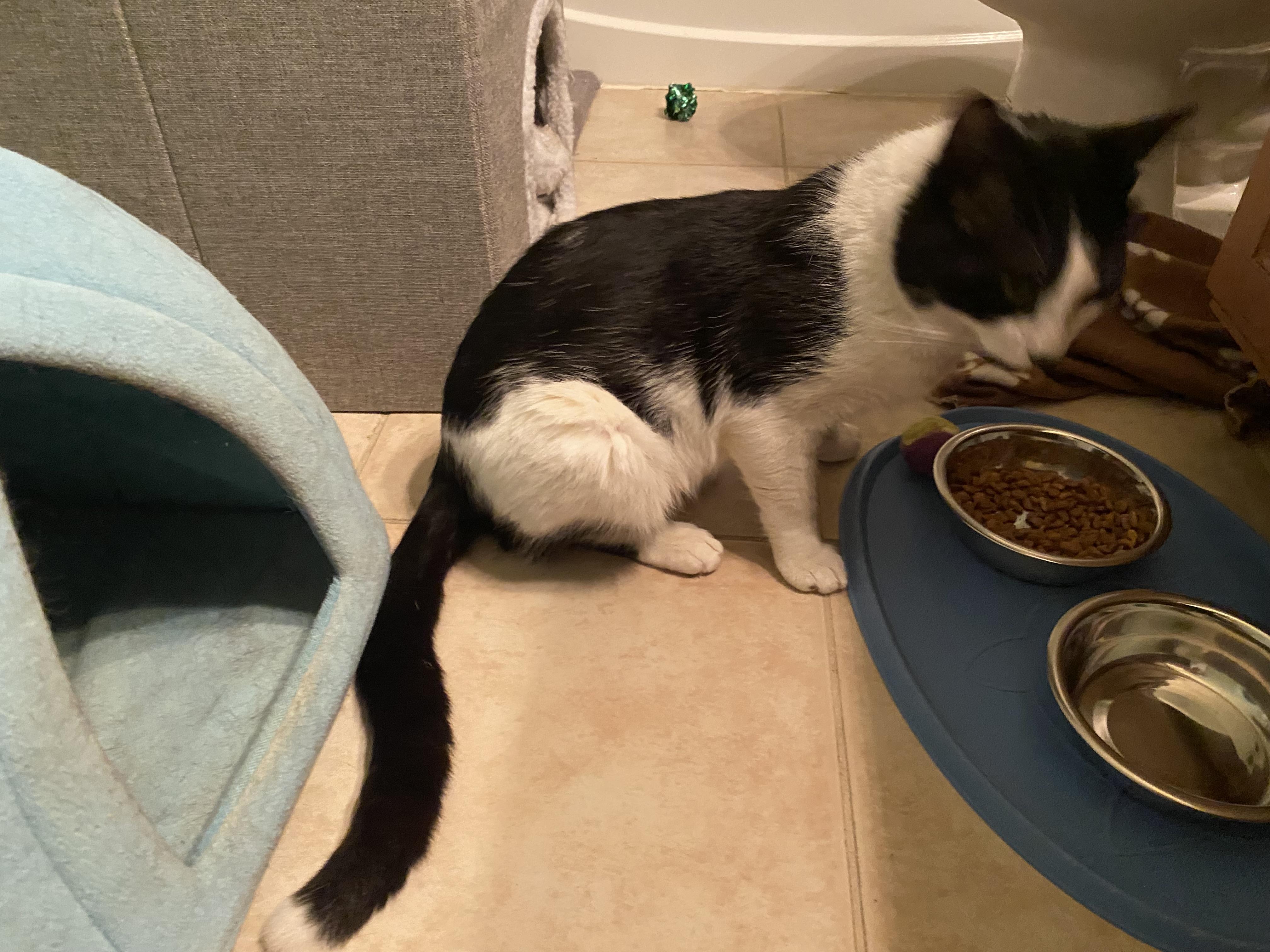 Enlarge Harvey, a ADOPTABLE Domestic Short Hair in Duluth, GA image 3/3