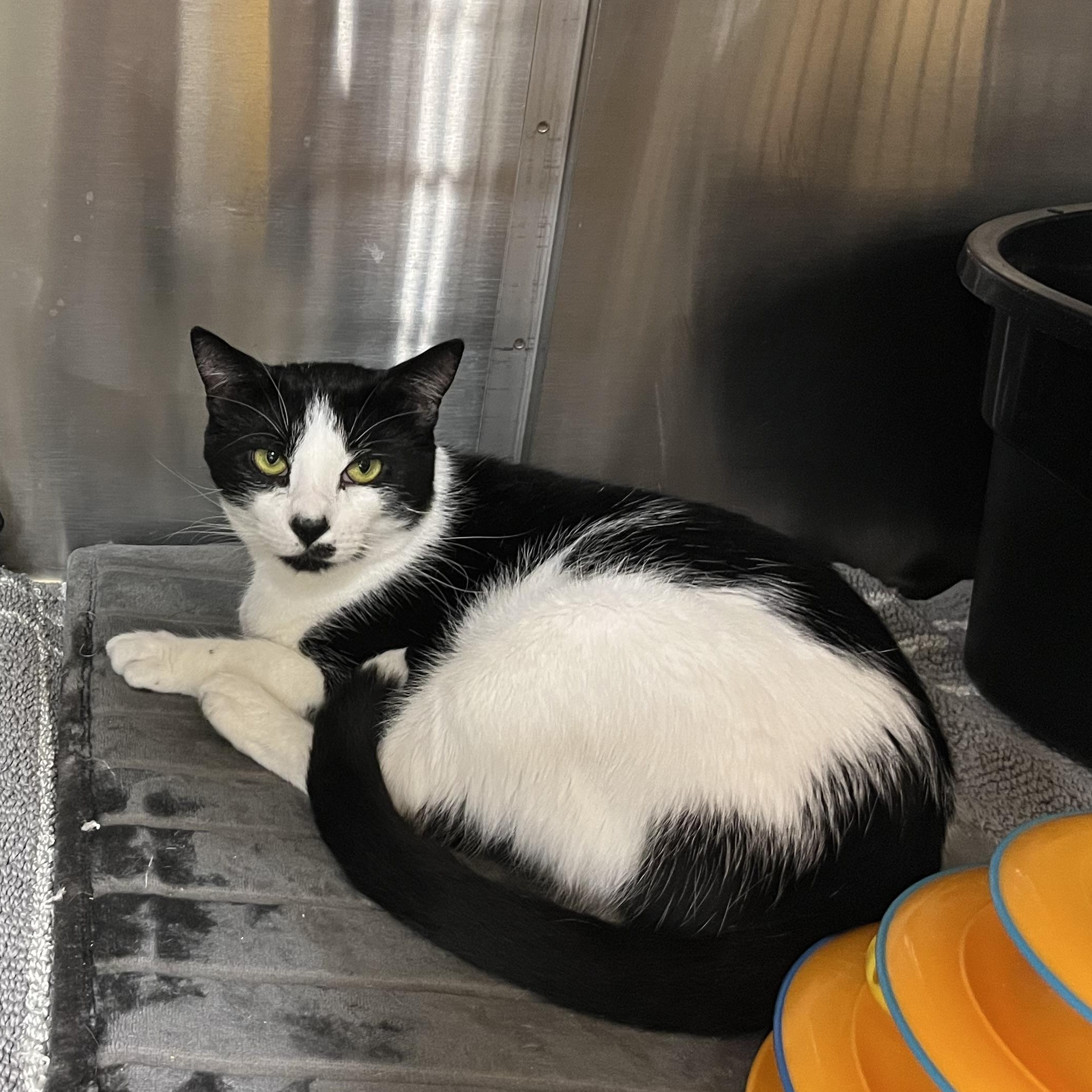 Harvey, an adoptable Domestic Short Hair in Duluth, GA image 3/6