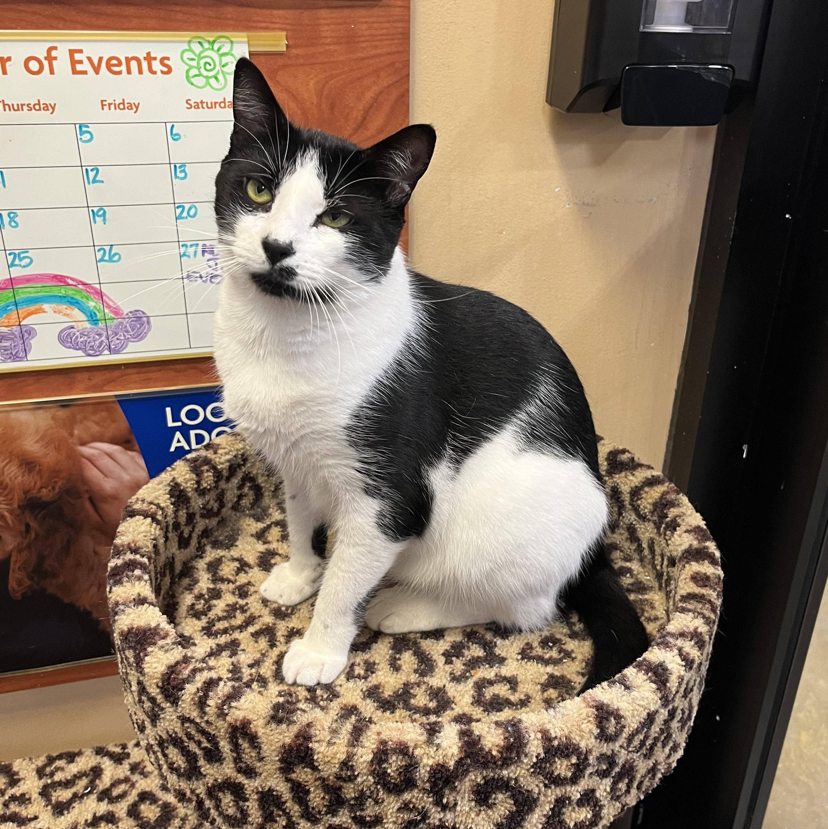 Harvey, an adoptable Domestic Short Hair in Duluth, GA image 1/6
