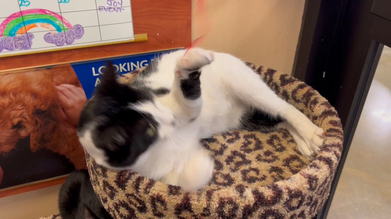 Enlarge Harvey, an adoptable Domestic Short Hair in Duluth, GA video 4/6