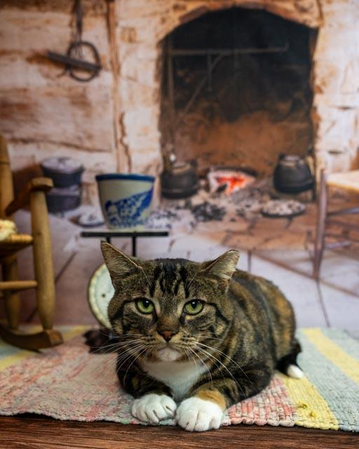 Enlarge Beatrix, a ADOPTABLE Domestic Short Hair in Lapeer, MI image 1/6