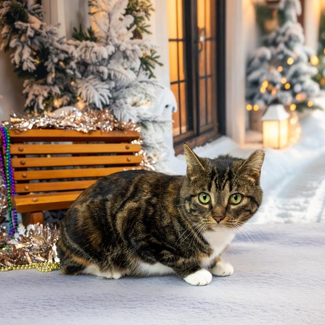 Enlarge Beatrix, a ADOPTABLE Domestic Short Hair in Lapeer, MI image 2/6